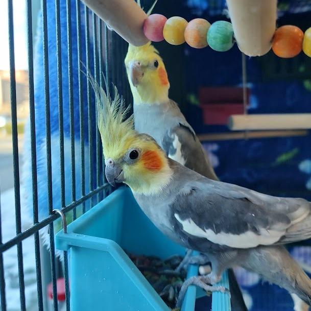 Enlarge Ditty with Dew-In Foster, a Adoptable Cockatiel in Springfield, MA image 2/3