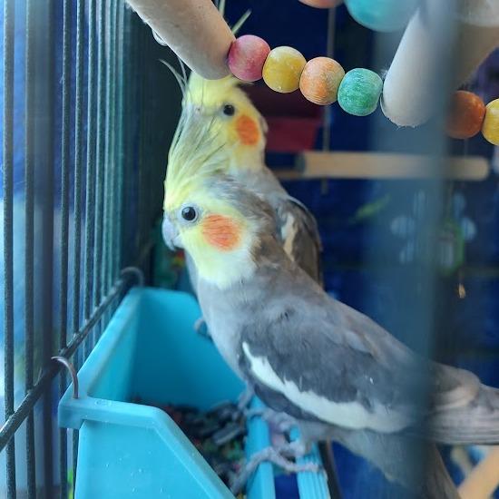 Enlarge Ditty with Dew-In Foster, a Adoptable Cockatiel in Springfield, MA image 3/3