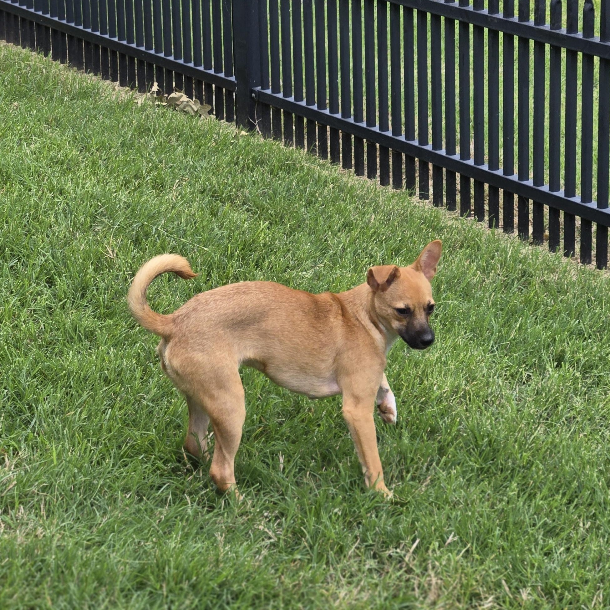 Enlarge Rod, a Adoptable mixed breed in Irving, TX image 4/4
