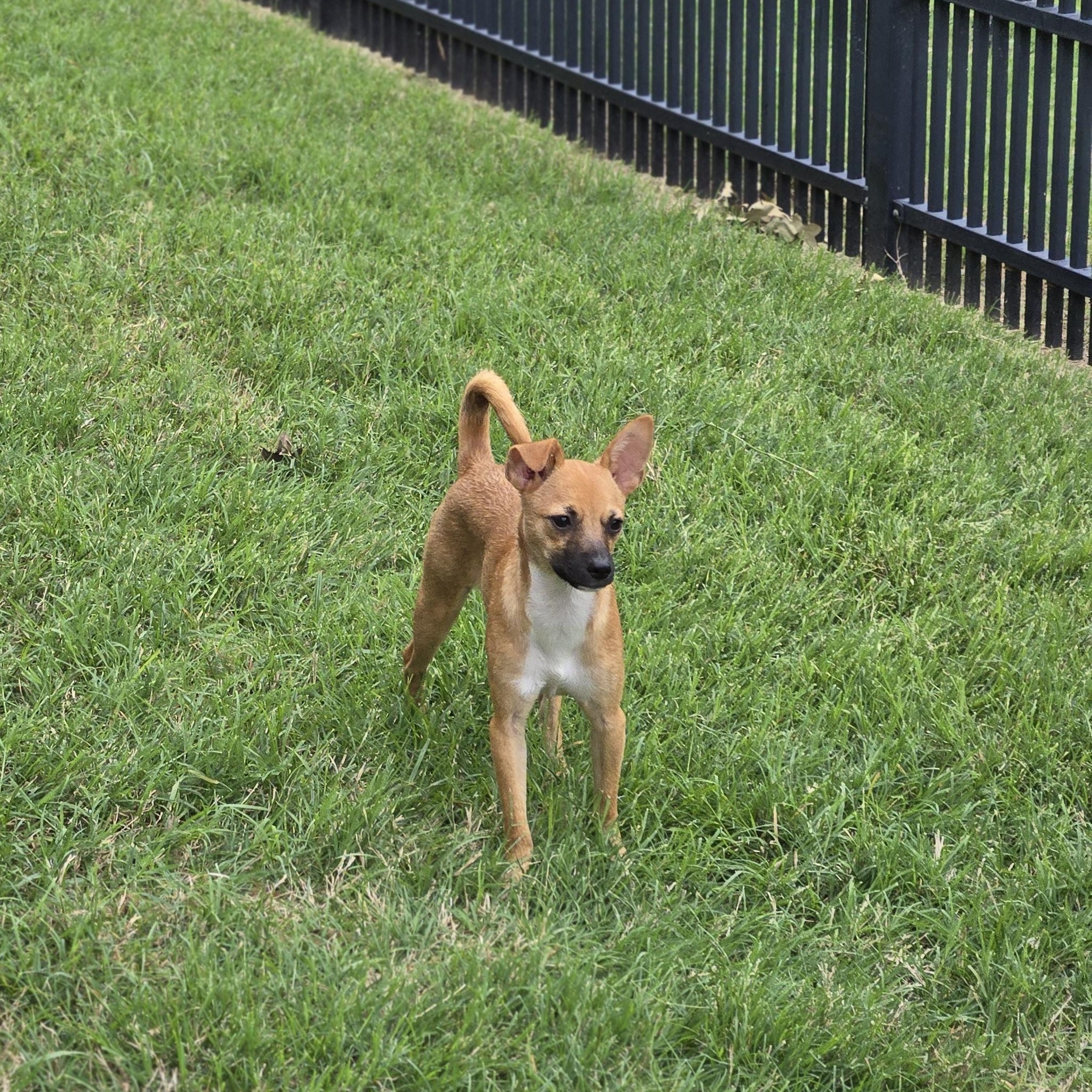 Enlarge Rod, a Adoptable mixed breed in Irving, TX image 2/4
