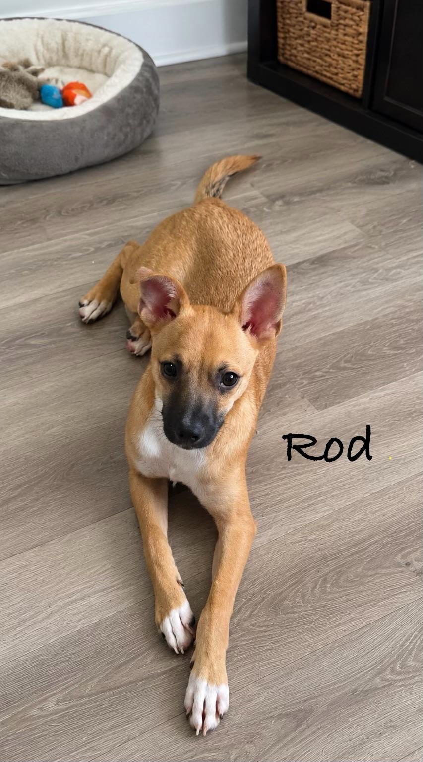 Rod, Adoptable, Puppy Male Rat Terrier.