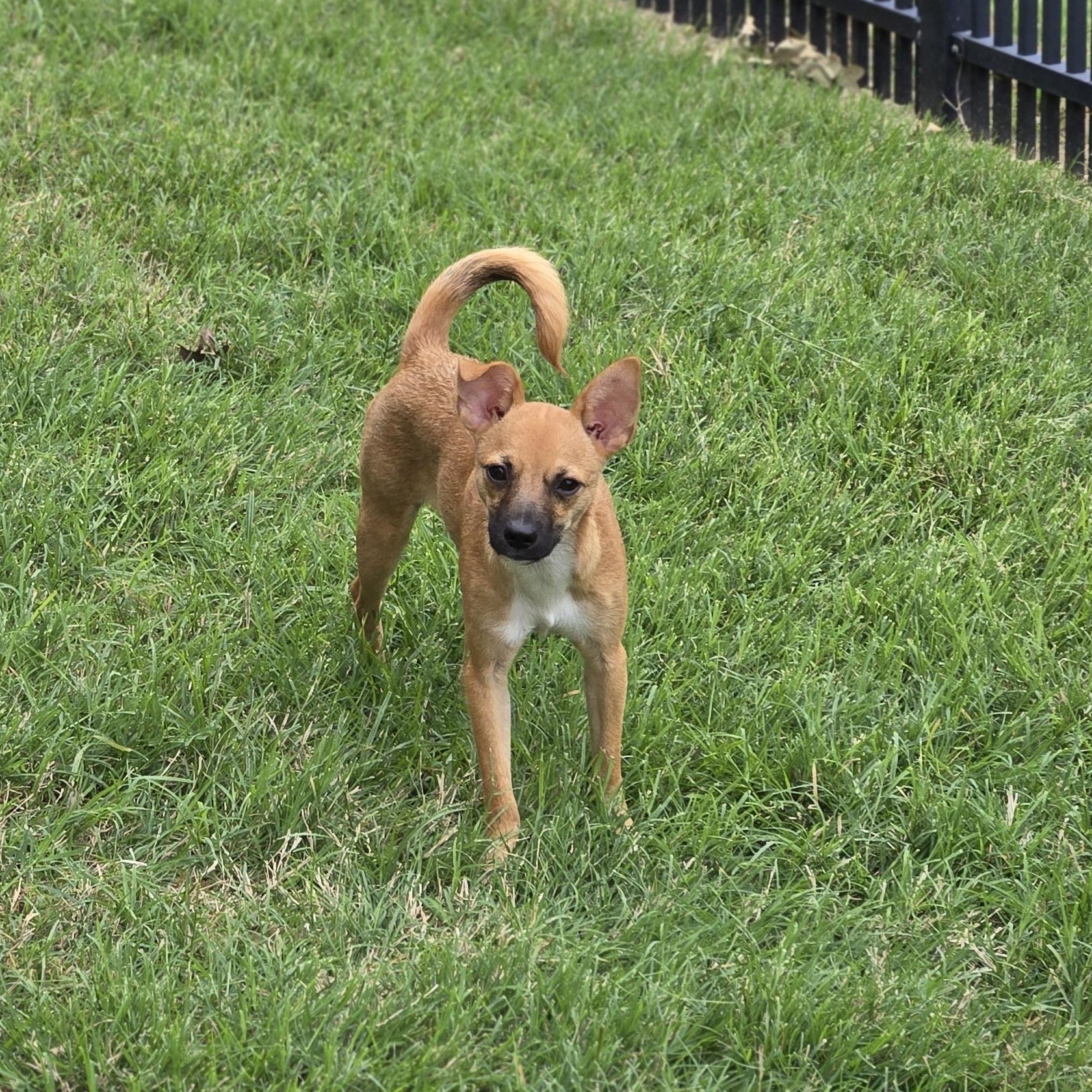 Enlarge Rod, a Adoptable mixed breed in Irving, TX image 3/4
