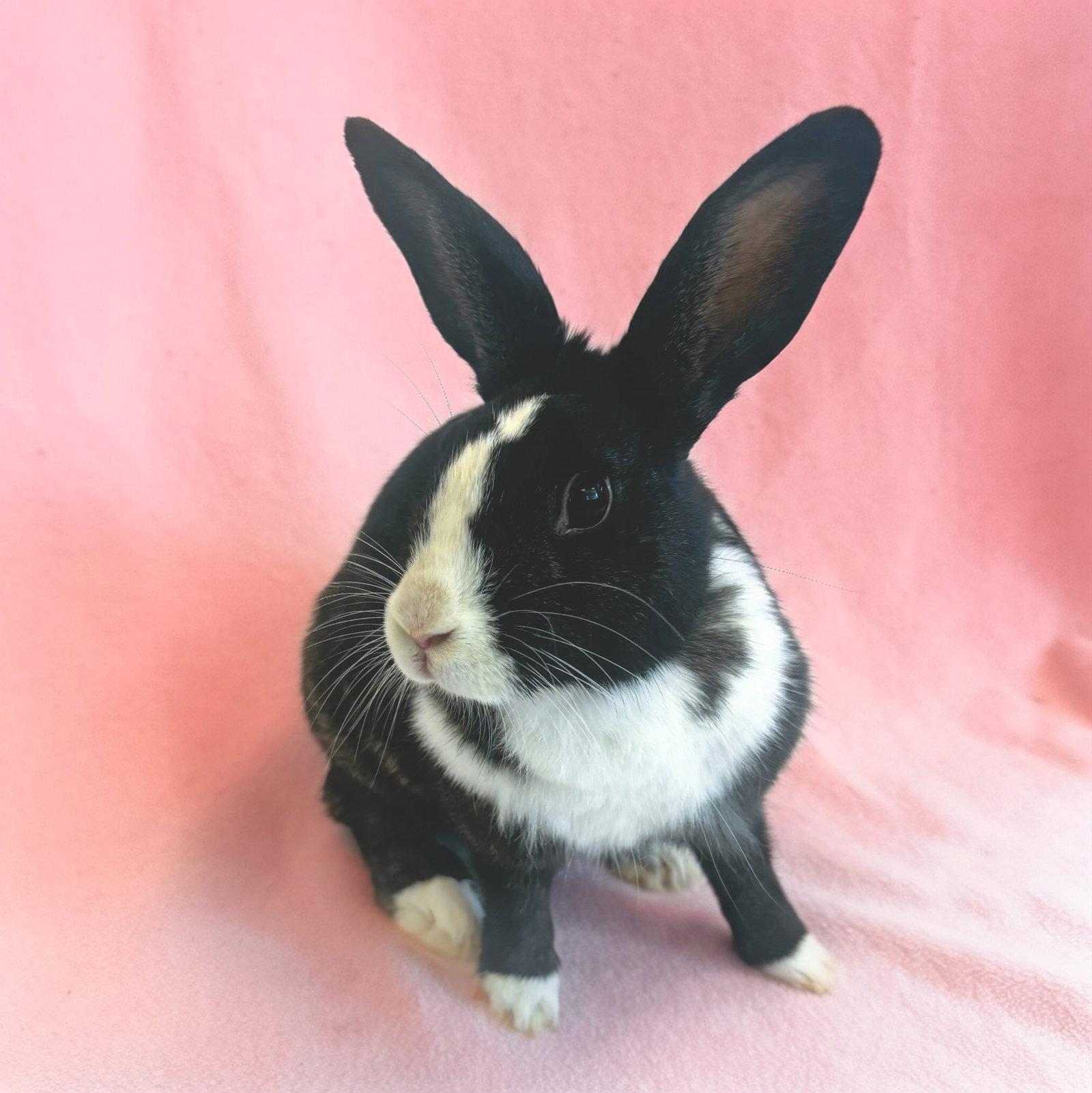 Janelle Wang, Adoptable, Young Female Bunny Rabbit.