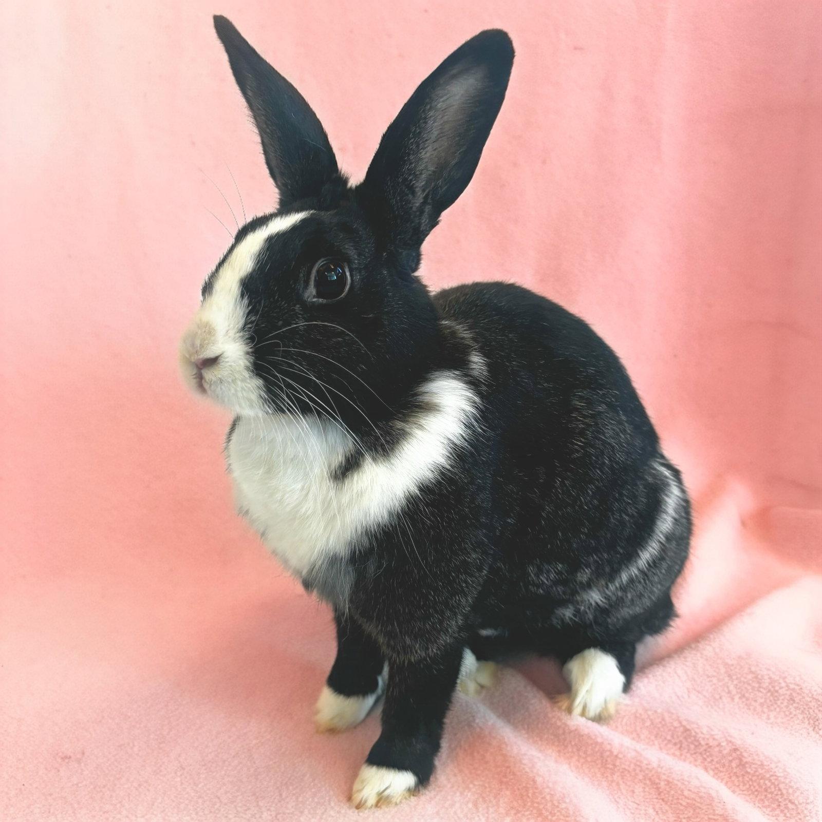Enlarge Janelle Wang, a Adoptable Bunny Rabbit in Burlingame, CA image 2/3