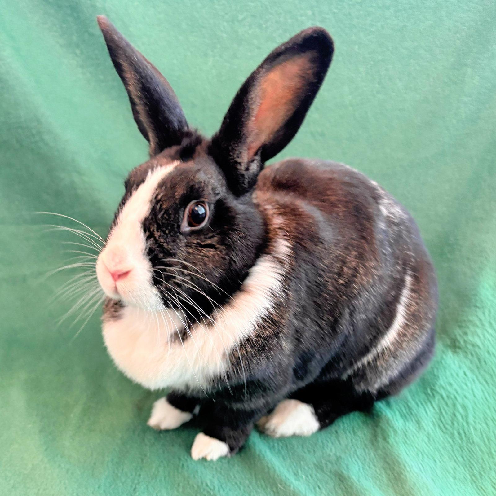 Clover, Adoptable, Young Female Bunny Rabbit.