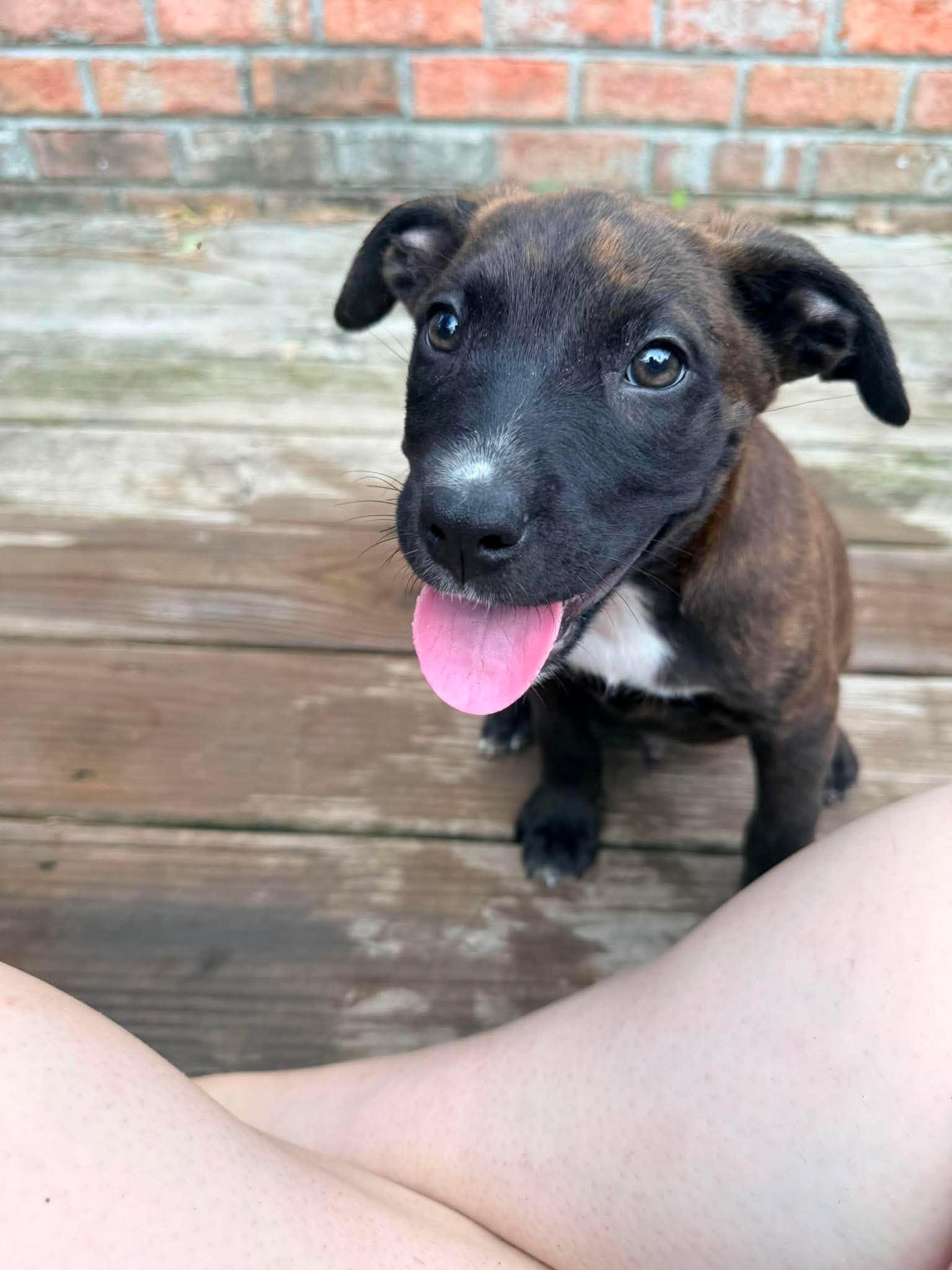 Enlarge Mousse, a ADOPTABLE mixed breed in Ayden, NC image 5/5