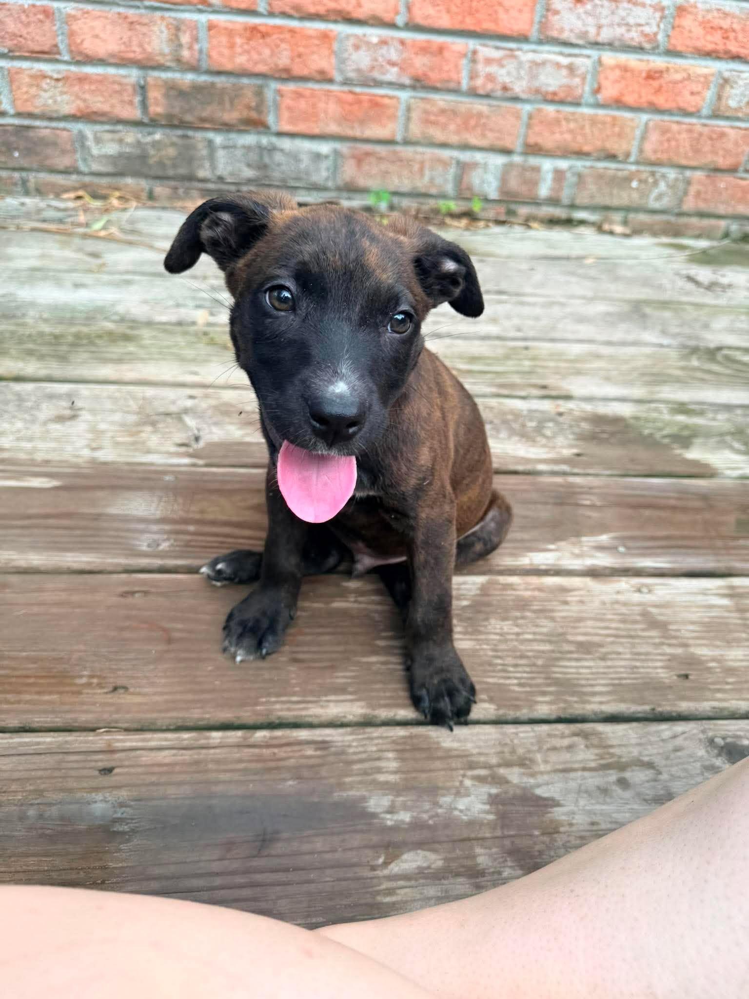 Enlarge Mousse, a ADOPTABLE mixed breed in Ayden, NC image 1/5