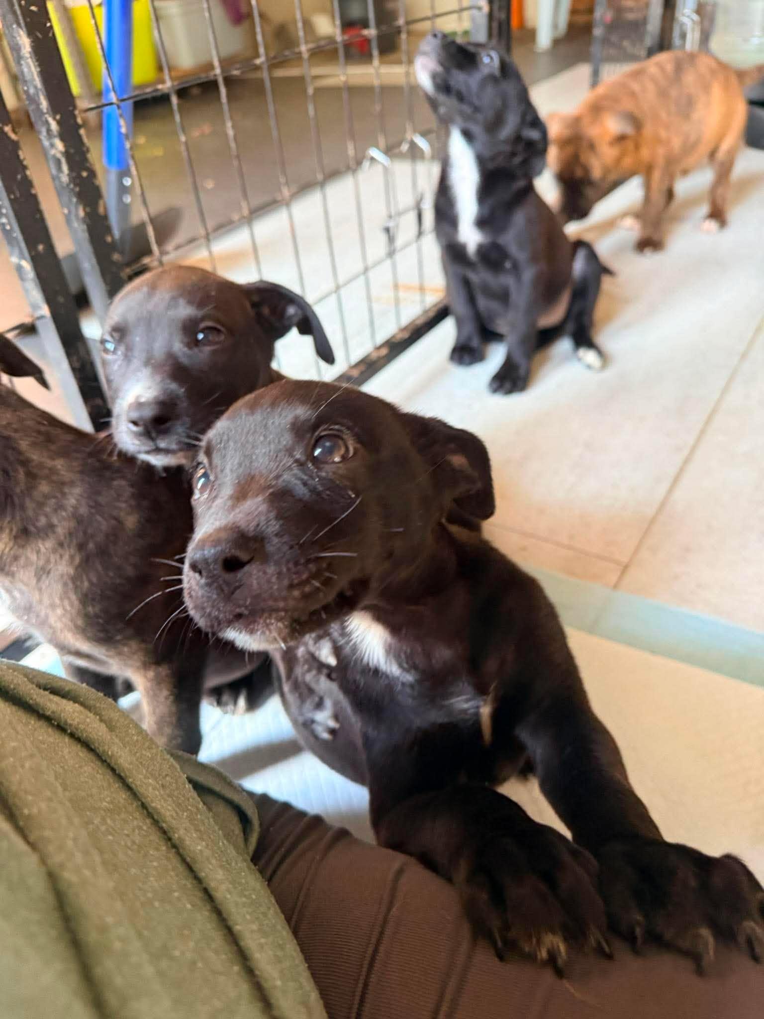 Enlarge Mousse, a ADOPTABLE mixed breed in Ayden, NC image 2/5