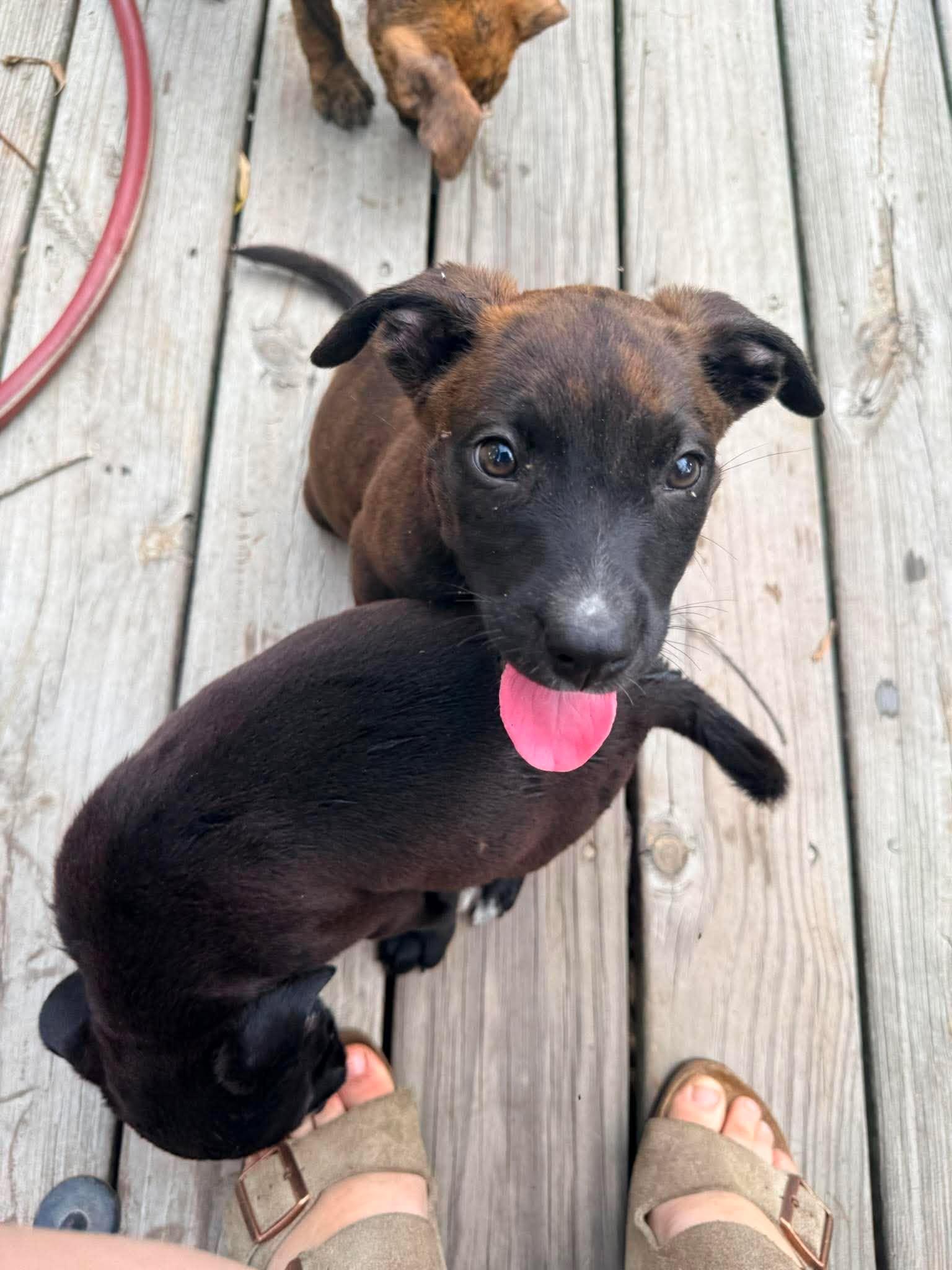 Enlarge Mousse, a ADOPTABLE mixed breed in Ayden, NC image 3/5