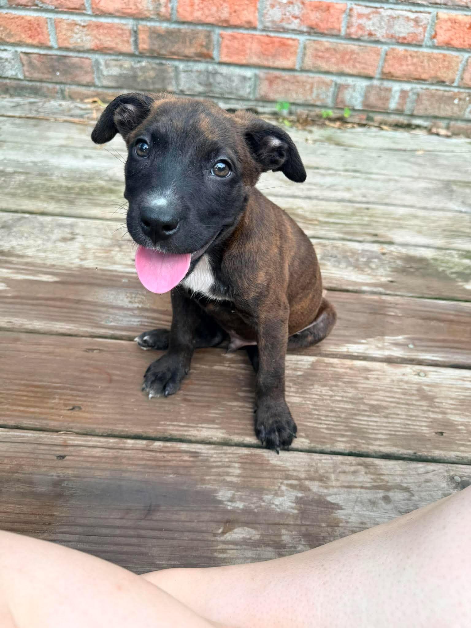 Enlarge Mousse, a ADOPTABLE mixed breed in Ayden, NC image 4/5