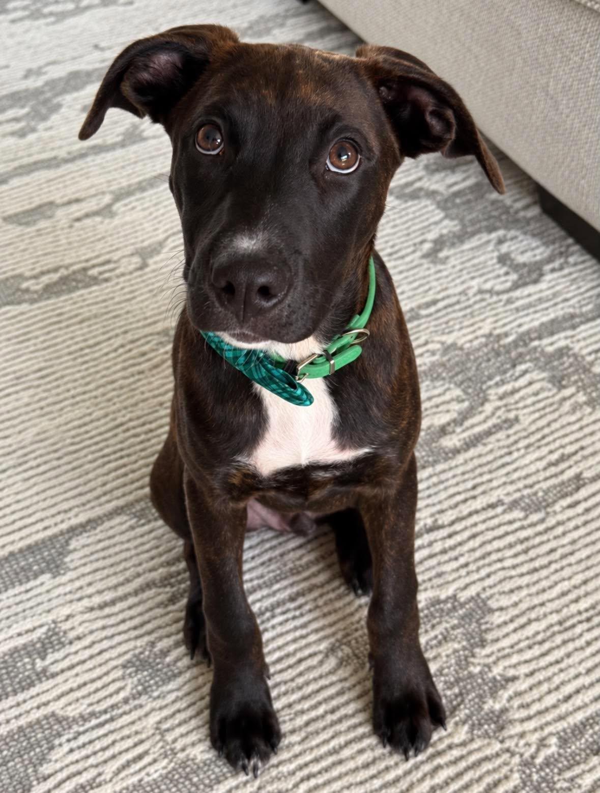 Enlarge Mousse, a Adoptable mixed breed in Ayden, NC image 5/5