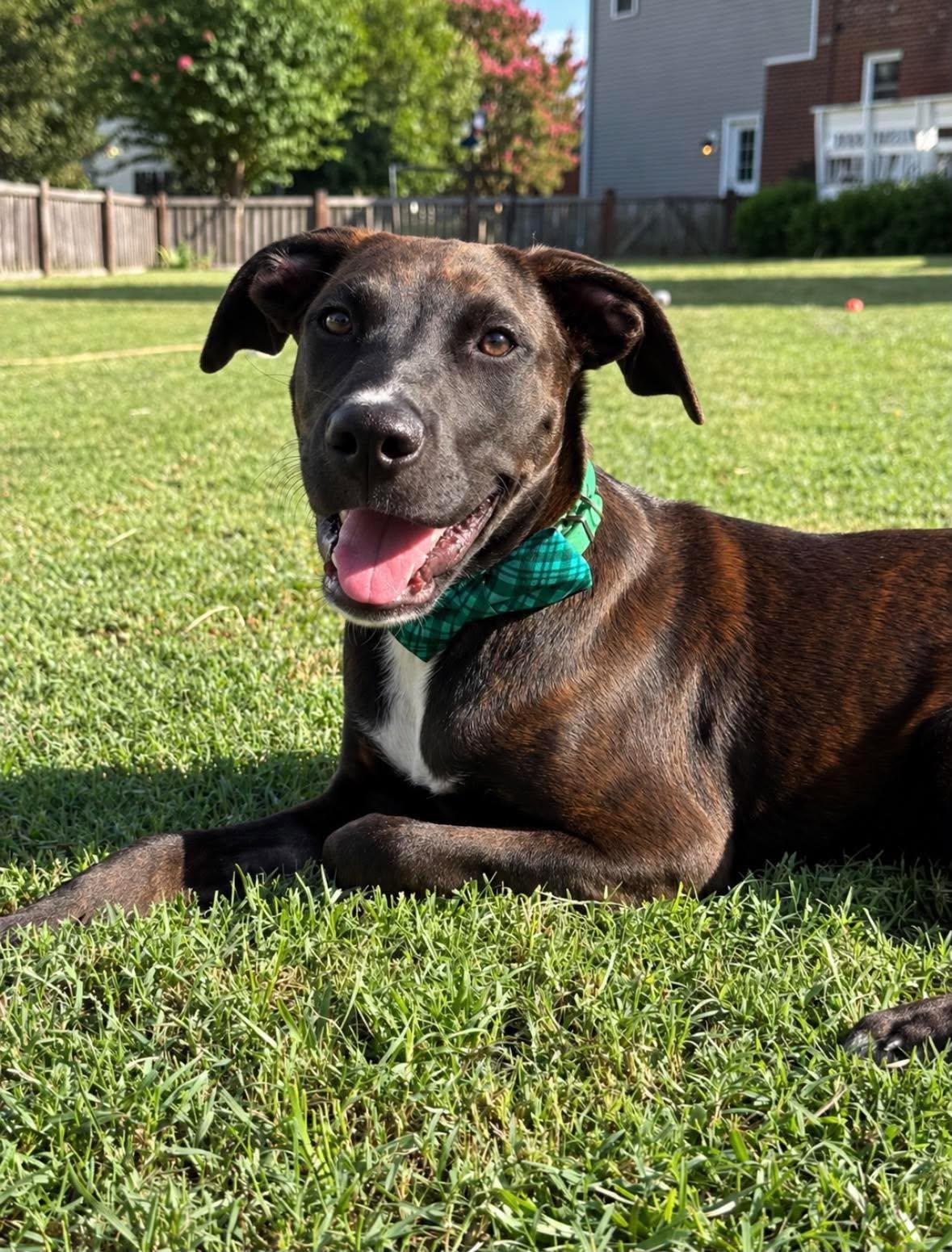 Mousse, Adoptable, Puppy Male Pit Bull Terrier.
