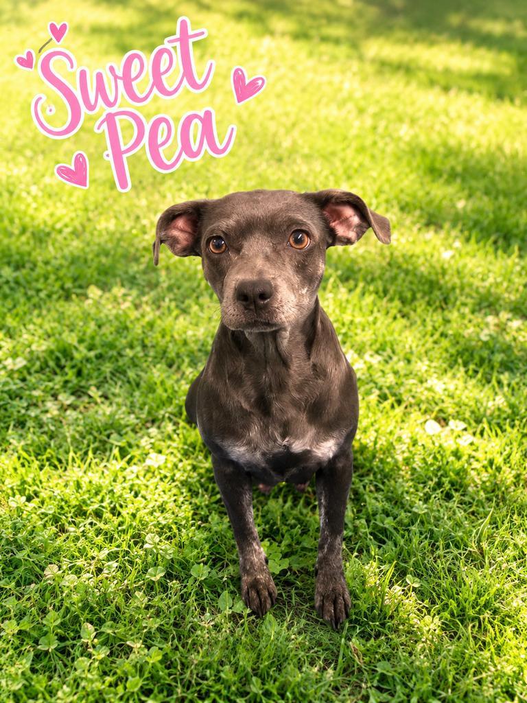Enlarge Sweet Pea, a Adoptable mixed breed in Livingston, LA image 5/6