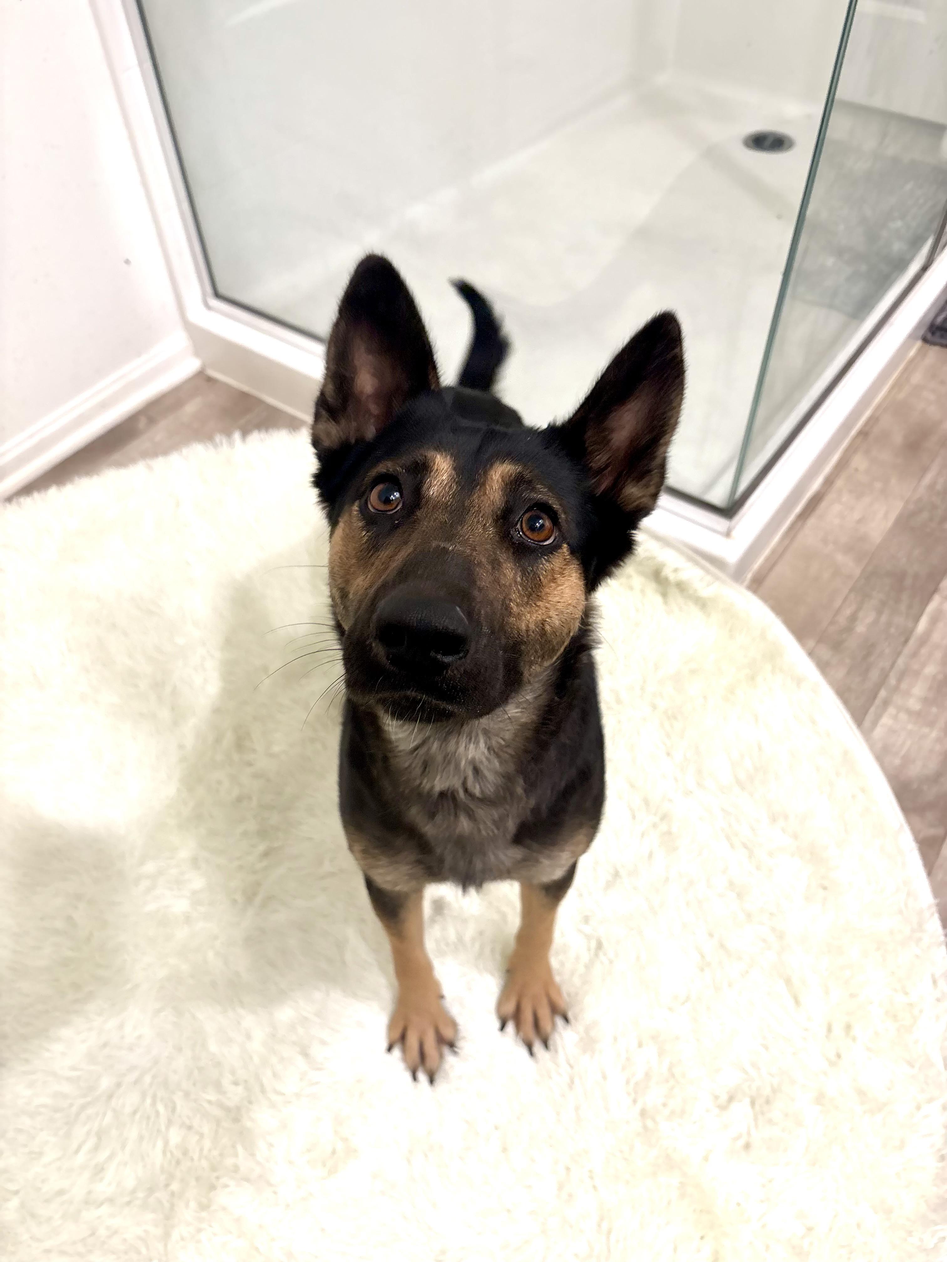 Enlarge NOVA, an adopted German Shepherd Dog in Portland , OR image 1/5