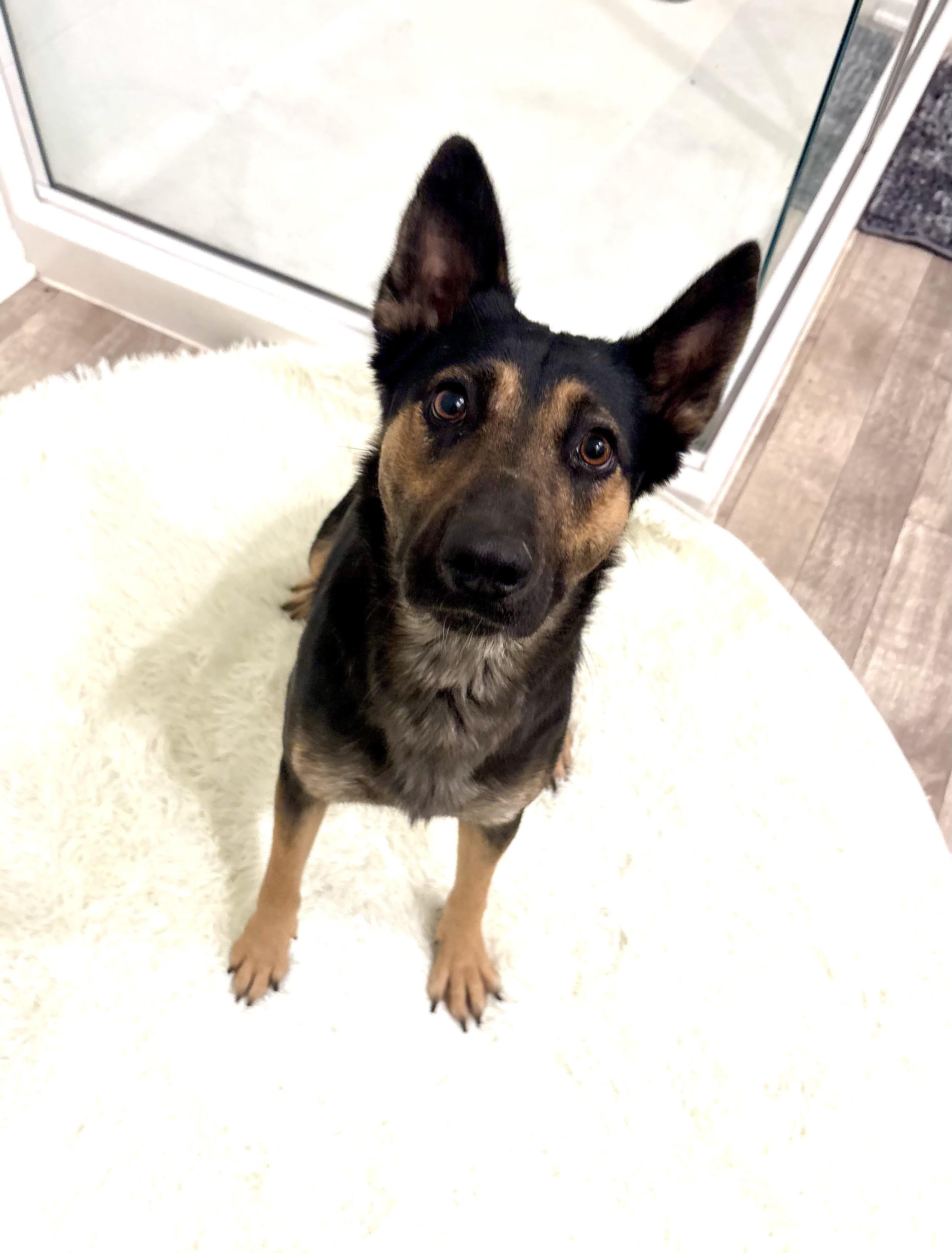 Enlarge NOVA, an adopted German Shepherd Dog in Portland , OR image 2/5