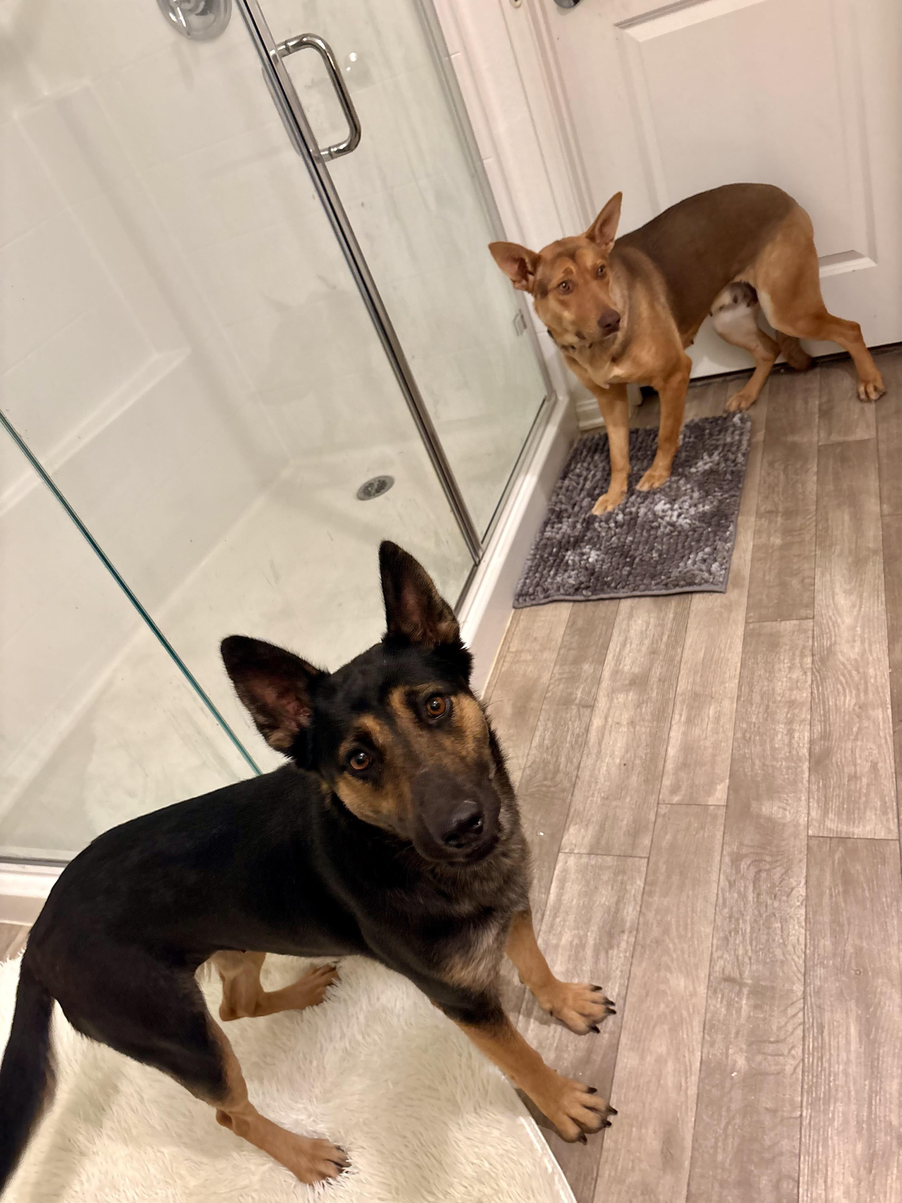 Enlarge NOVA, an adopted German Shepherd Dog in Portland , OR image 5/5