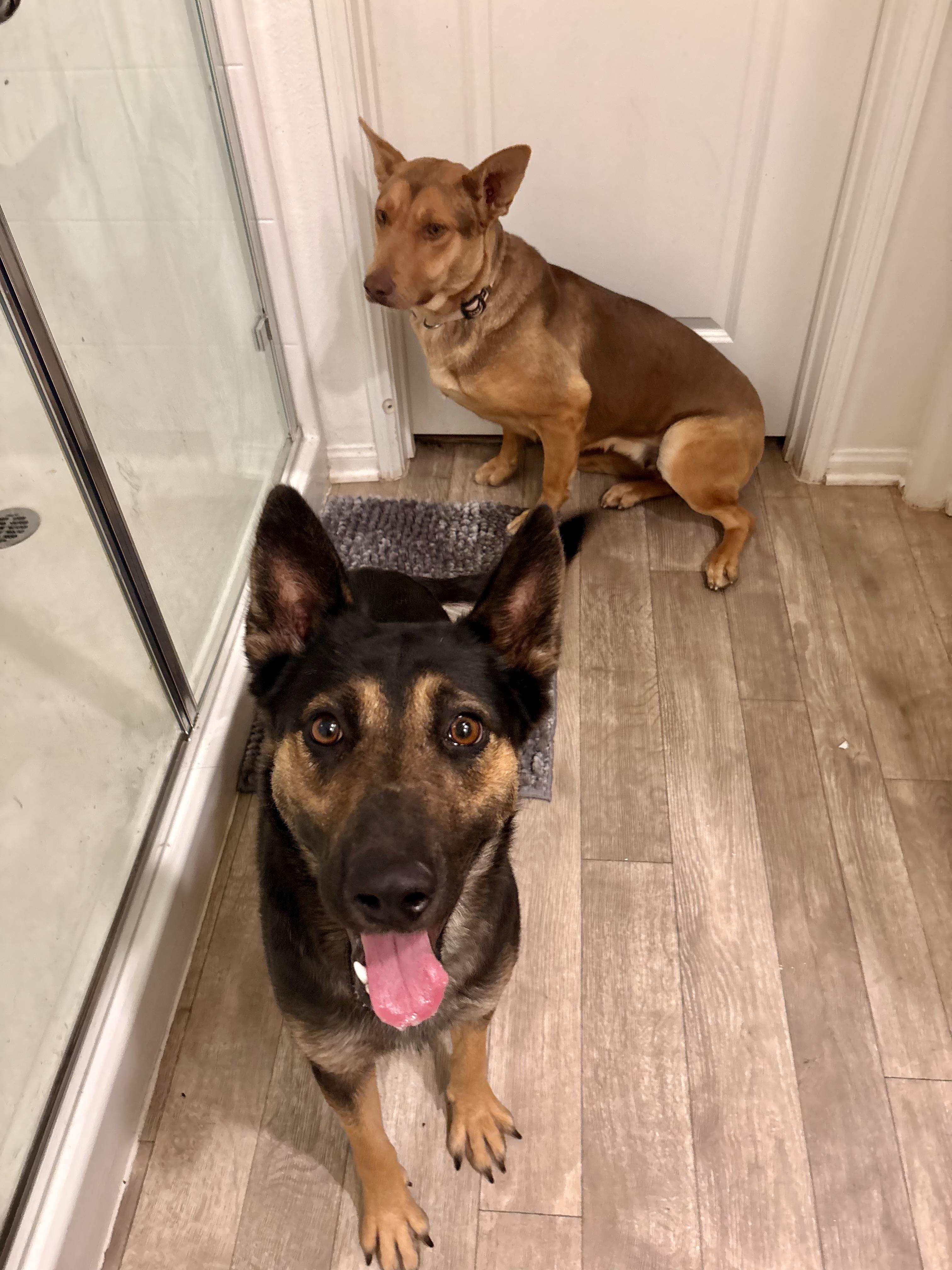 Enlarge NOVA, an adopted German Shepherd Dog in Portland , OR image 3/5