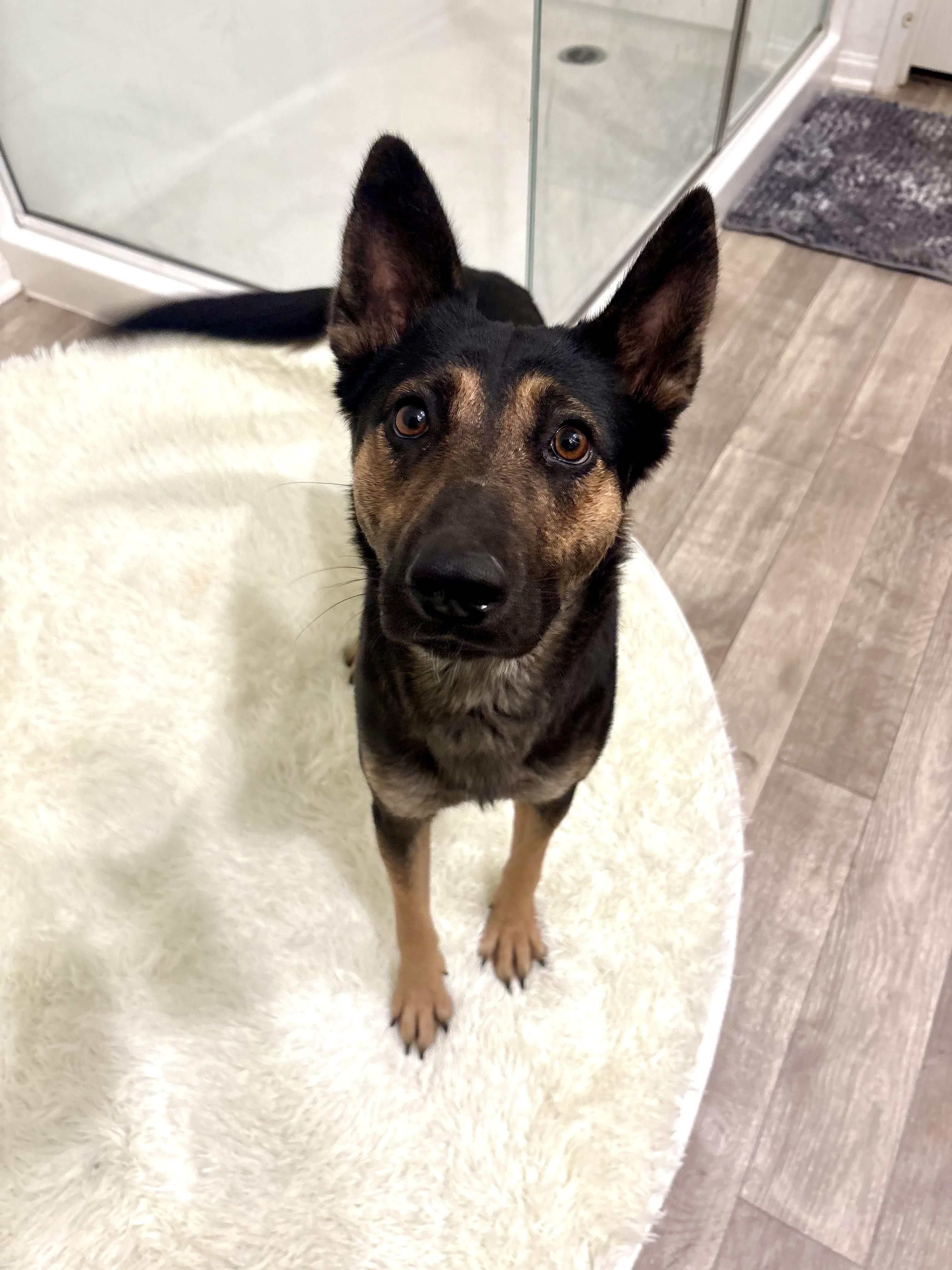 Enlarge NOVA, an adopted German Shepherd Dog in Portland , OR image 4/5