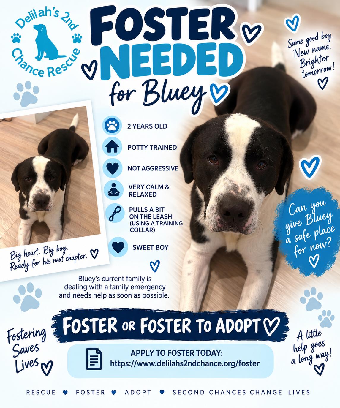 Enlarge Bluey(Carnation), a Adoptable mixed breed in Port Saint Lucie, FL image 1/2