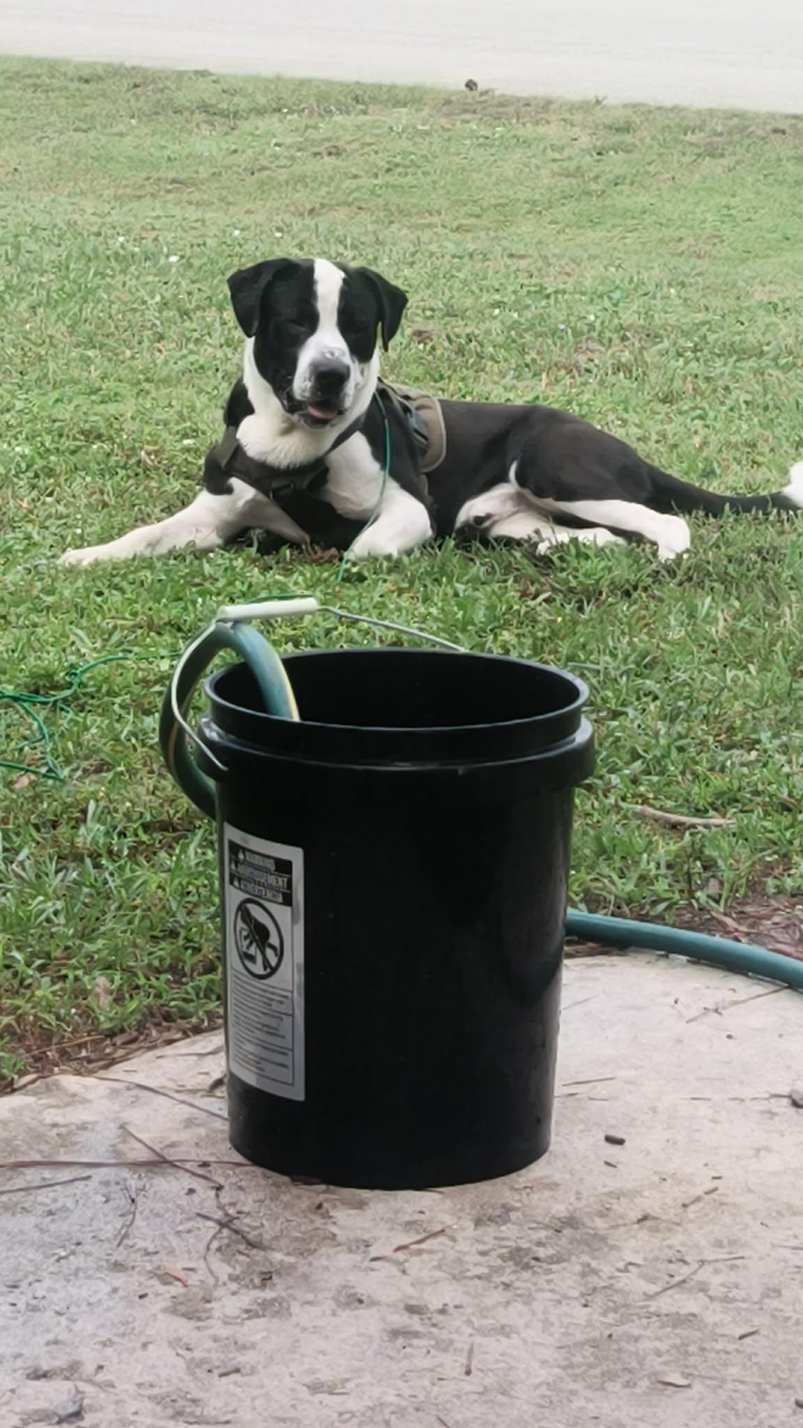 Enlarge Bluey(Carnation), a Adoptable mixed breed in Port Saint Lucie, FL image 2/5