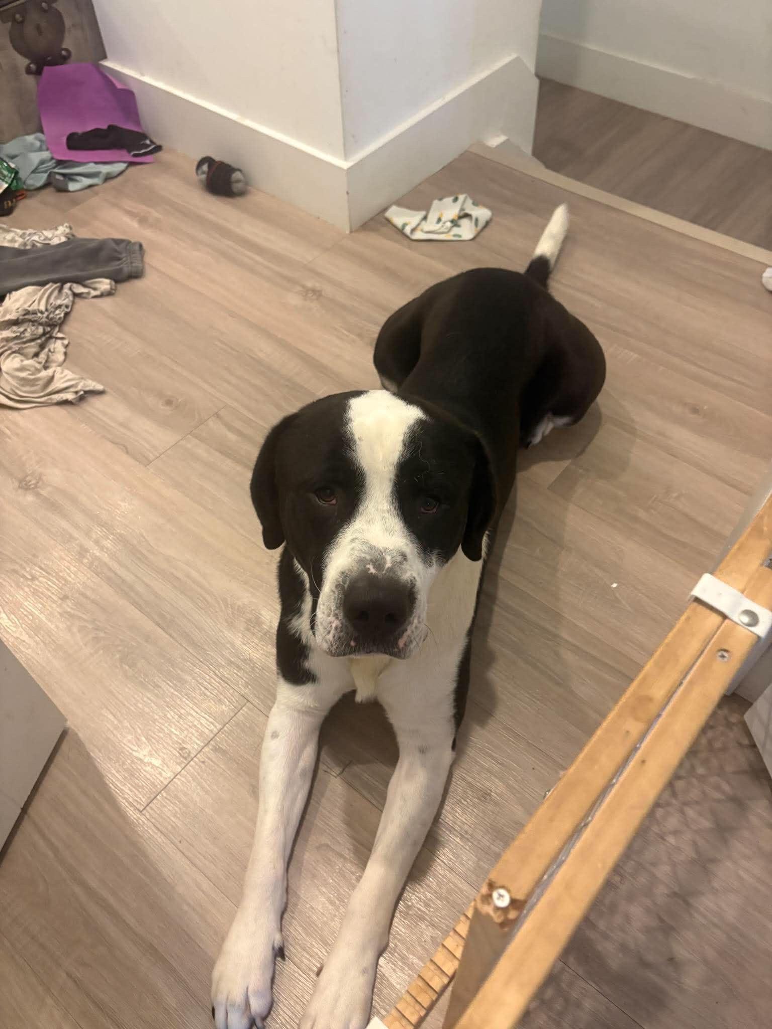 Enlarge Bluey(Carnation), a Adoptable mixed breed in Port Saint Lucie, FL image 2/2