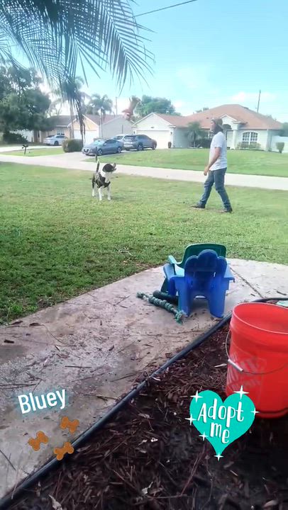 Enlarge Bluey(Carnation), a Adoptable mixed breed in Port Saint Lucie, FL video 5/5