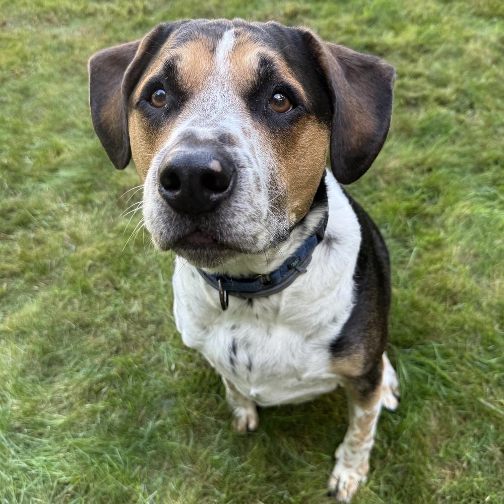Tanker Memphis, Adoptable, Senior Male Labrador Retriever & Pit Bull Terrier.