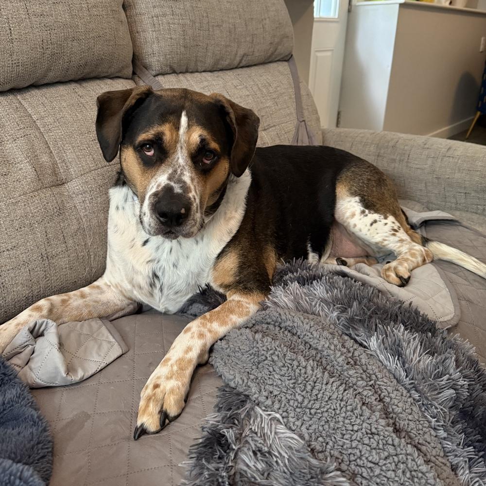 Tanker Memphis, a Adoptable mixed breed in Boston, MA image 2/6