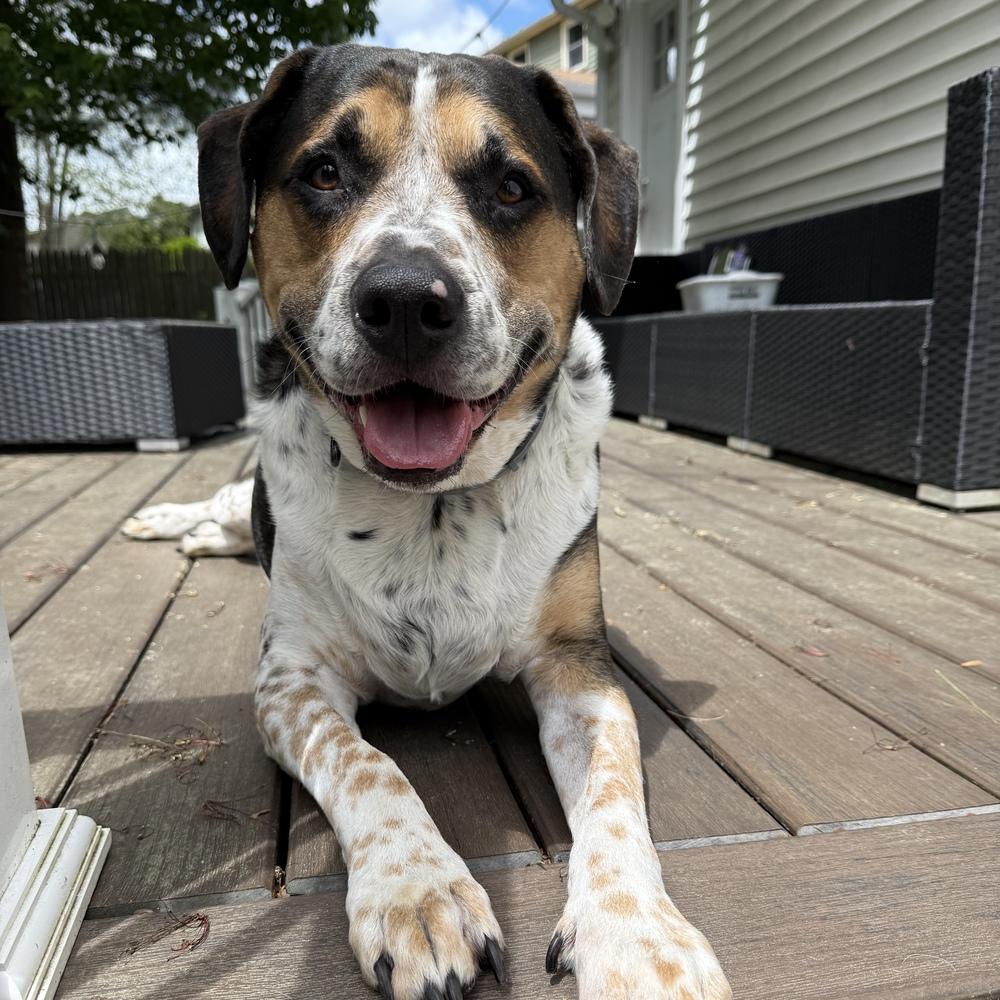 Tanker Memphis, a Adoptable mixed breed in Boston, MA image 3/6