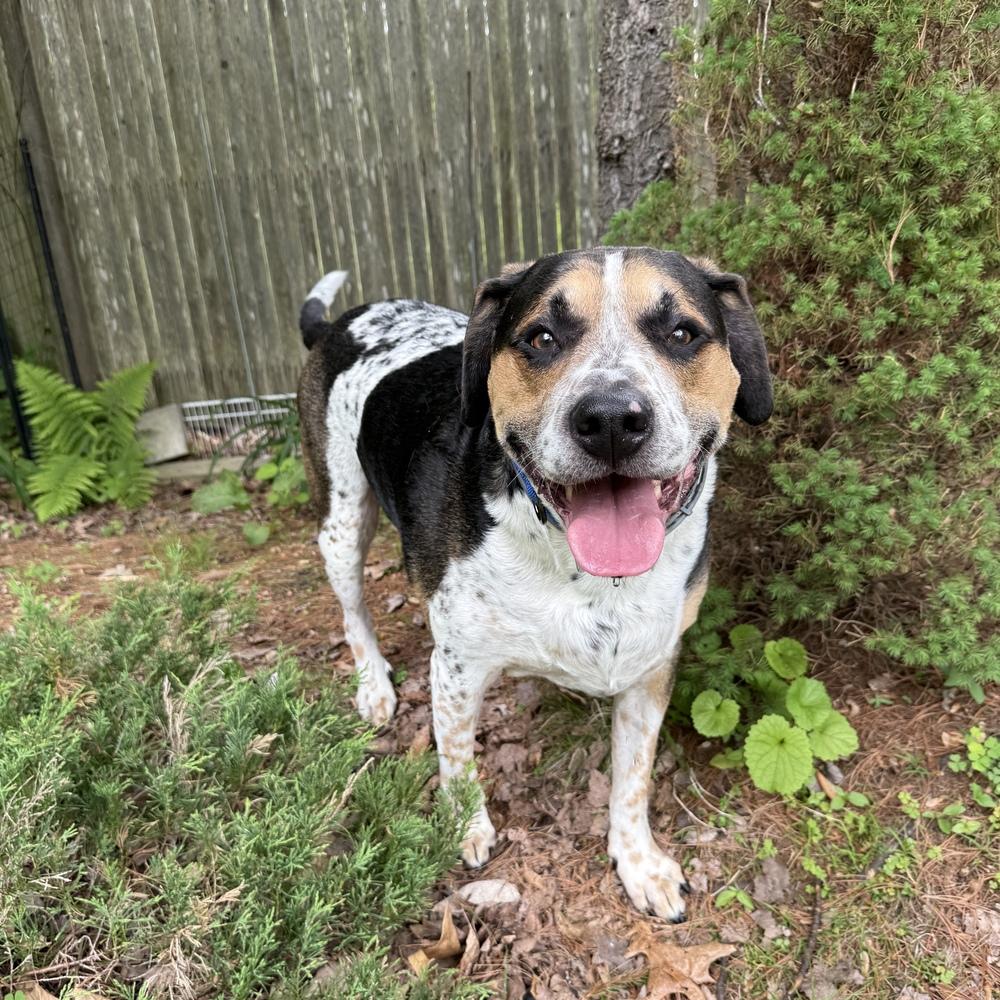 Tanker Memphis, a Adoptable mixed breed in Boston, MA image 4/6