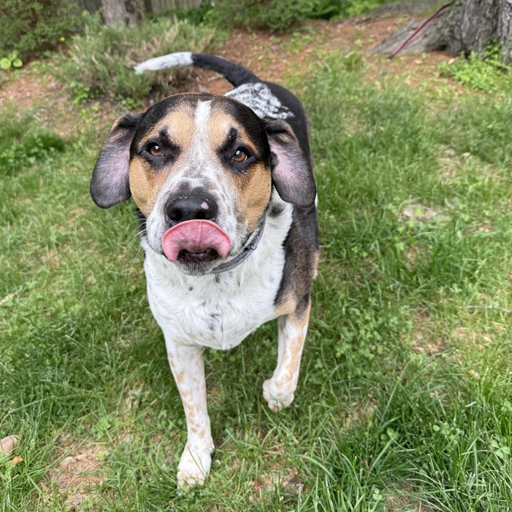 Tanker Memphis, a Adoptable mixed breed in Boston, MA image 5/6