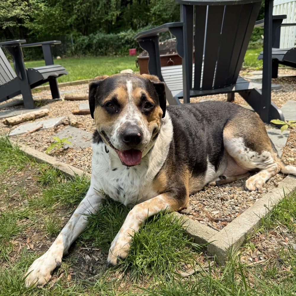 Tanker Memphis, a Adoptable mixed breed in Boston, MA image 6/6