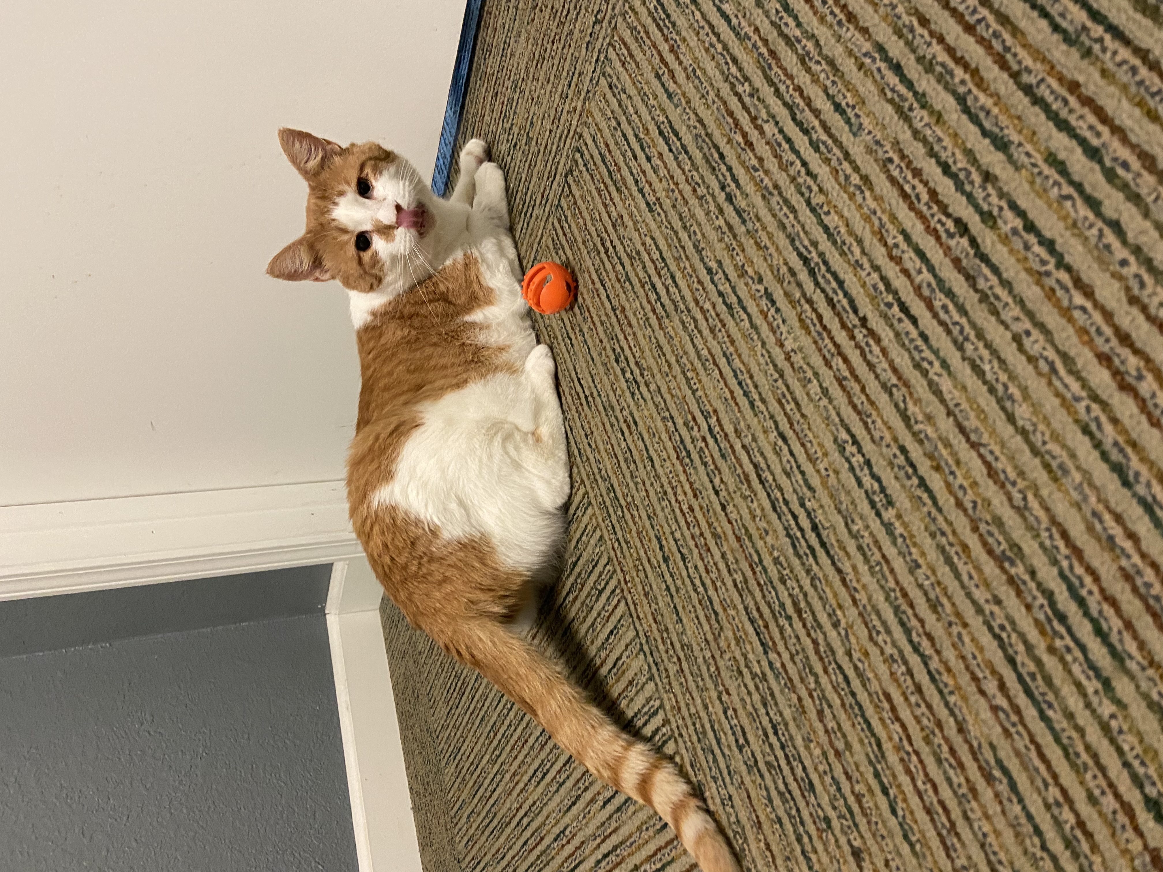 Wilson, a Adoptable Tabby in Newton, IL image 1/5