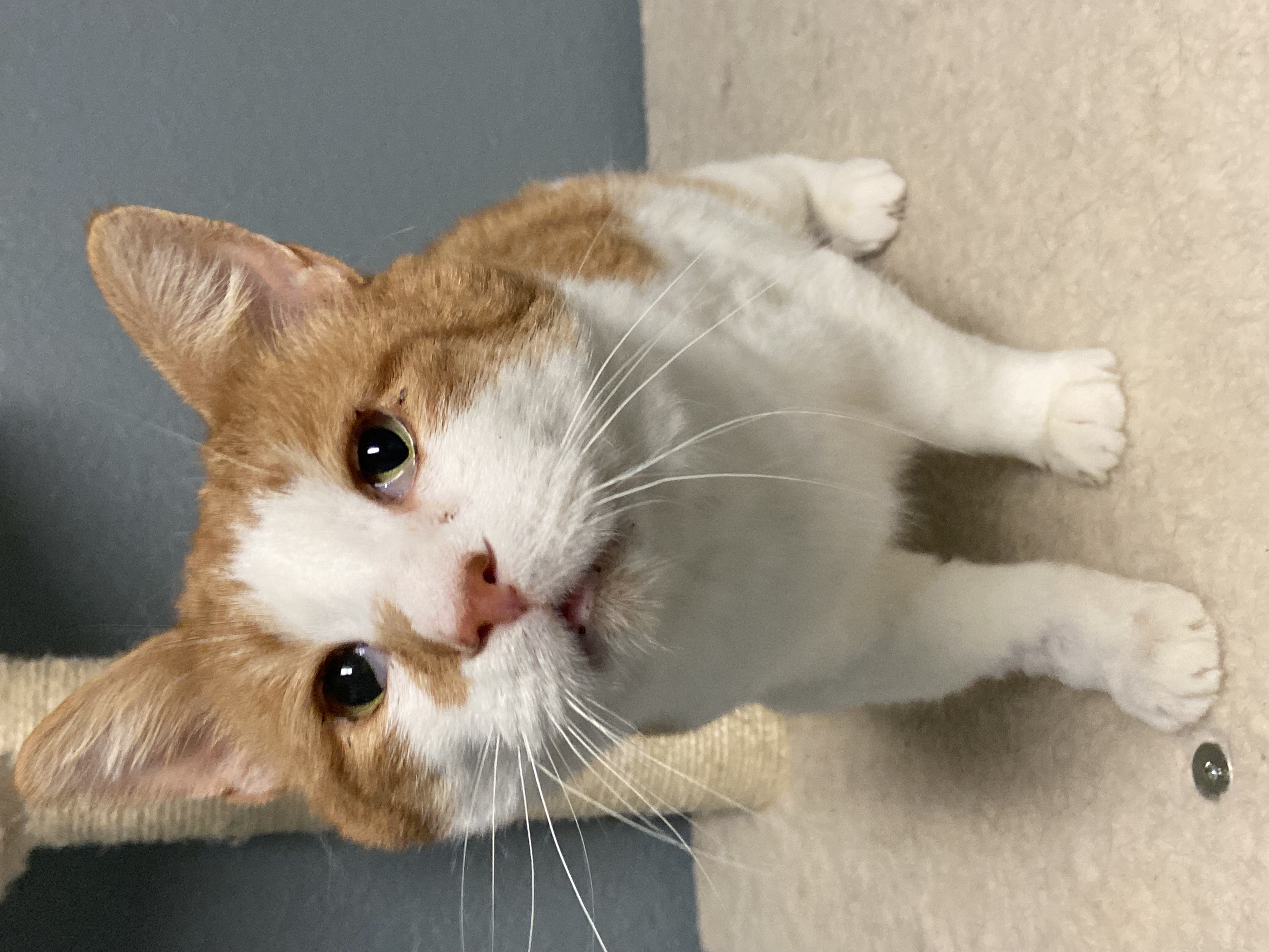 Wilson, a Adoptable Tabby in Newton, IL image 2/5