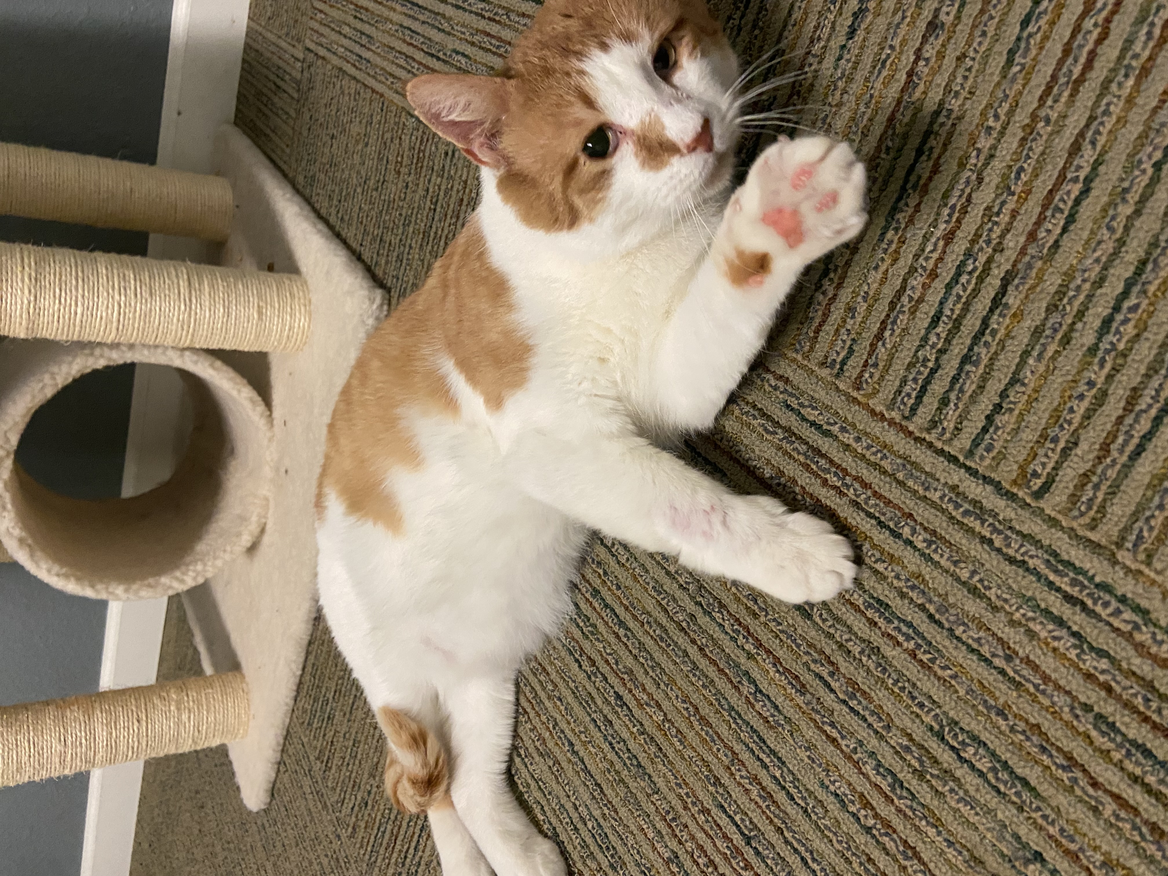 Wilson, a Adoptable Tabby in Newton, IL image 3/5