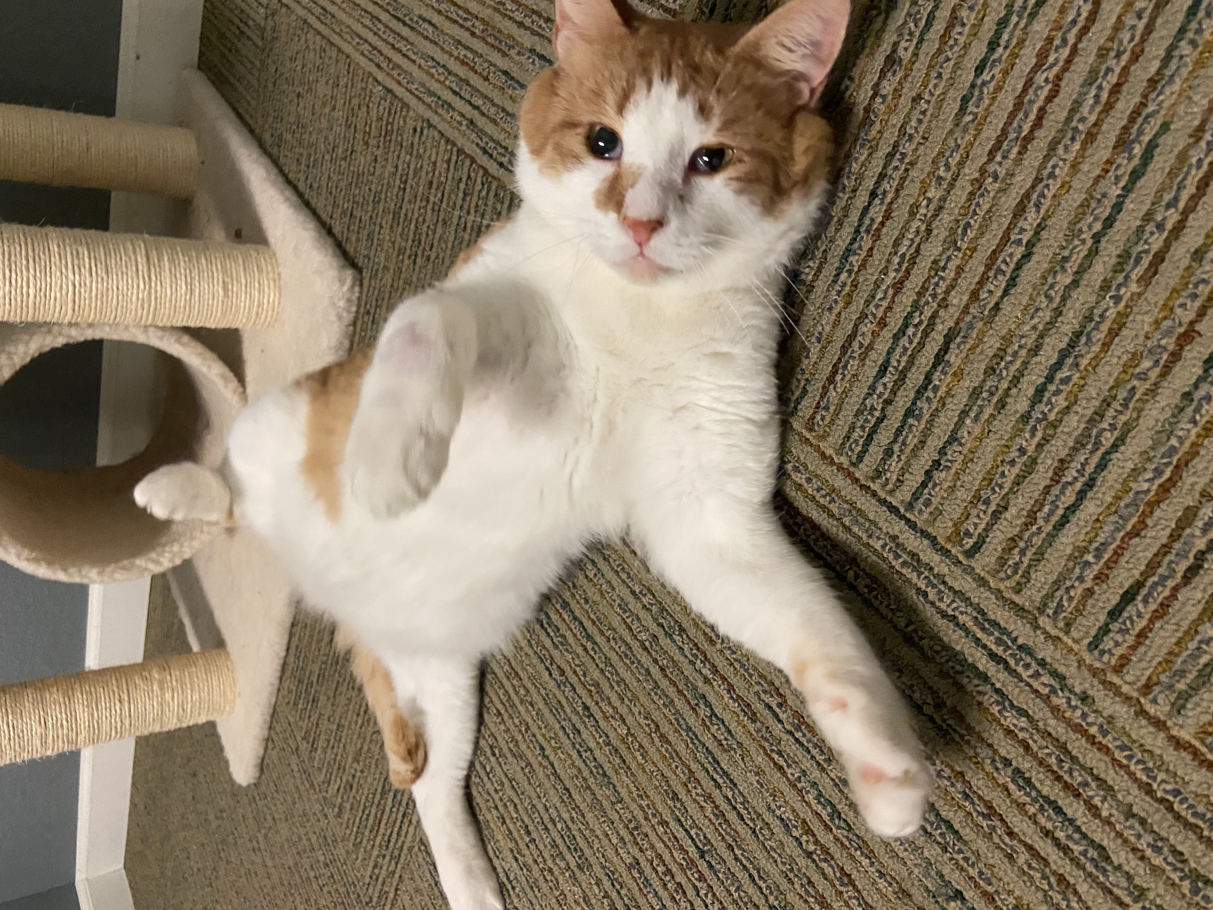 Wilson, a Adoptable Tabby in Newton, IL image 4/5