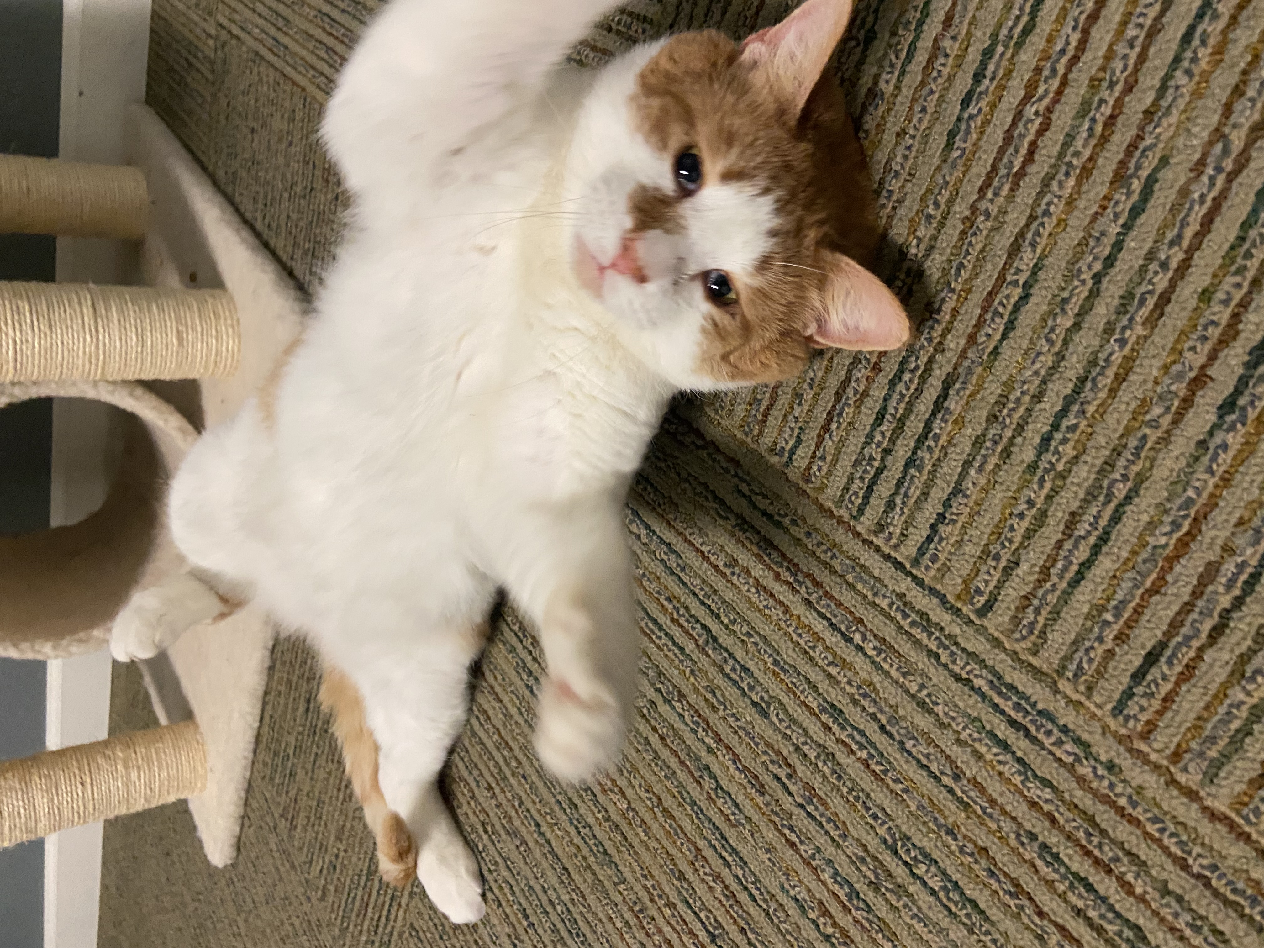 Wilson, a Adoptable Tabby in Newton, IL image 5/5