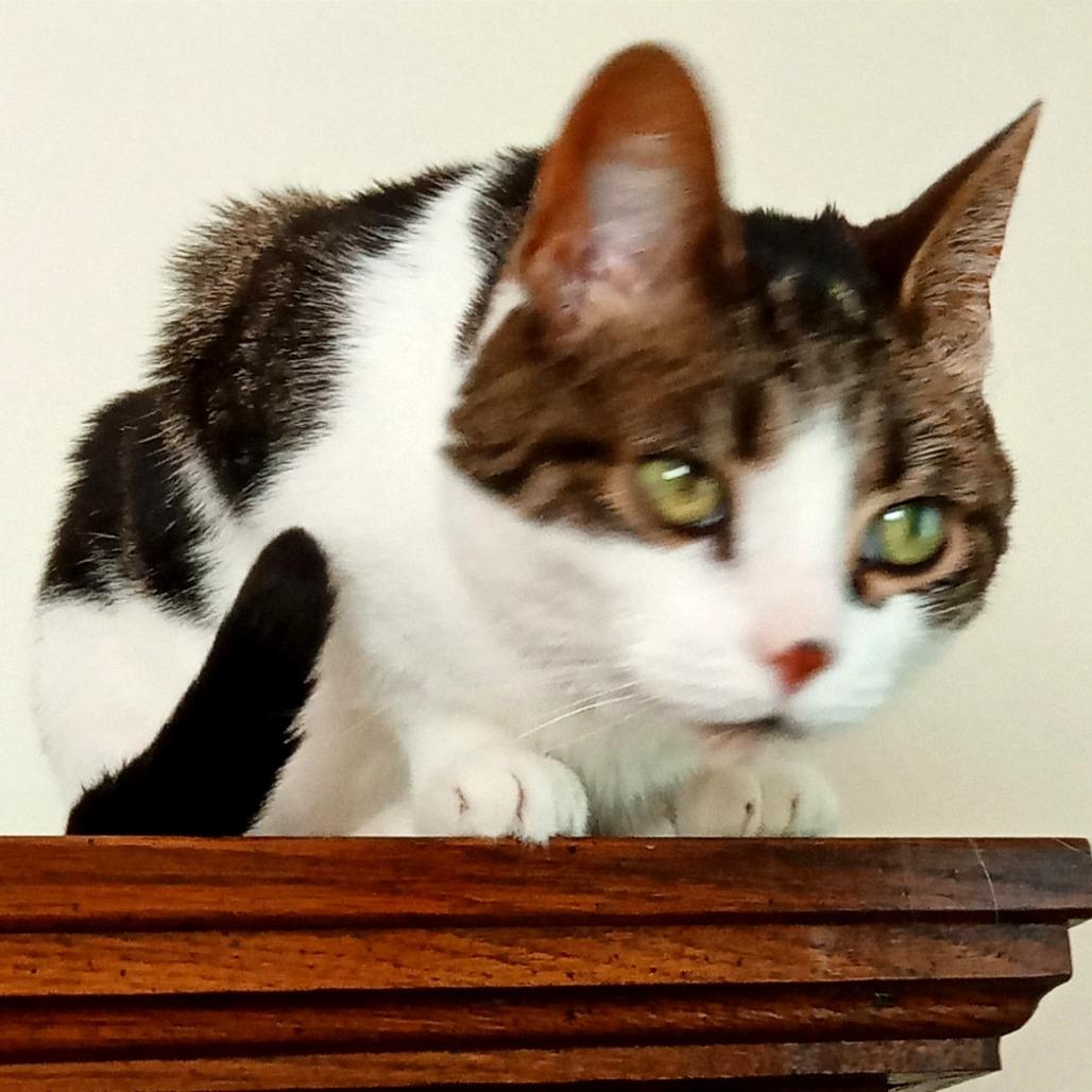 Tylee, Adoptable, Senior Female Domestic Short Hair.