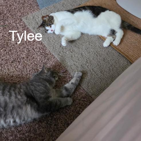 Enlarge Tylee, a Adoptable Domestic Short Hair in Traverse City, MI image 2/6