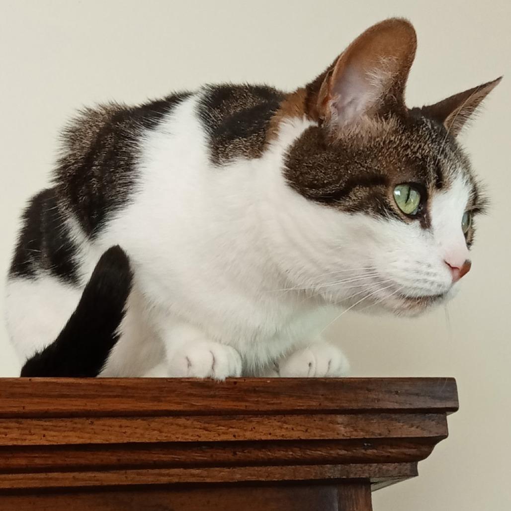 Tylee, a Adoptable Domestic Short Hair in Traverse City, MI image 2/4