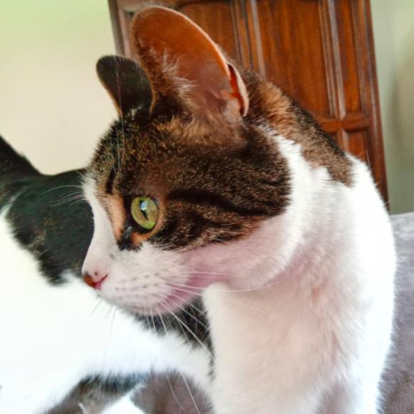 Tylee, a Adoptable Domestic Short Hair in Traverse City, MI image 3/4