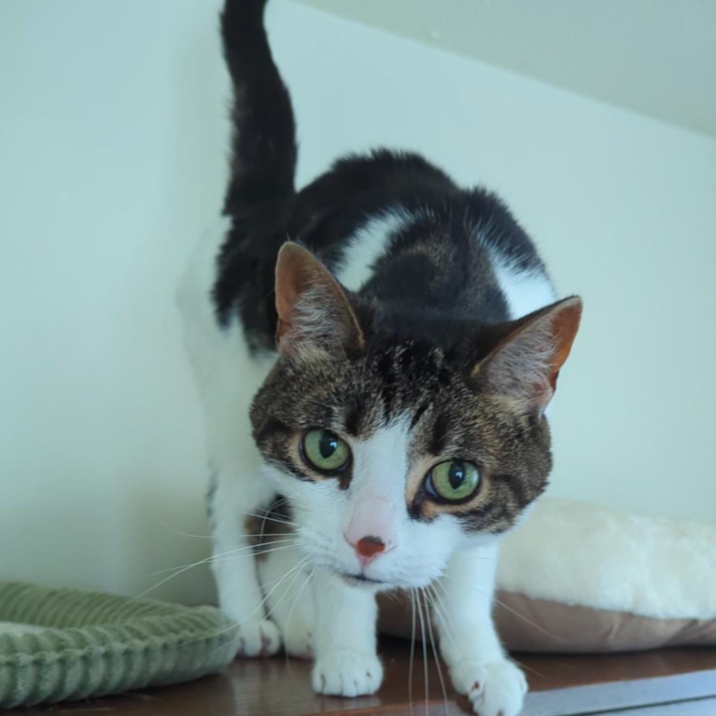 Enlarge Tylee, a Adoptable Domestic Short Hair in Traverse City, MI image 6/6