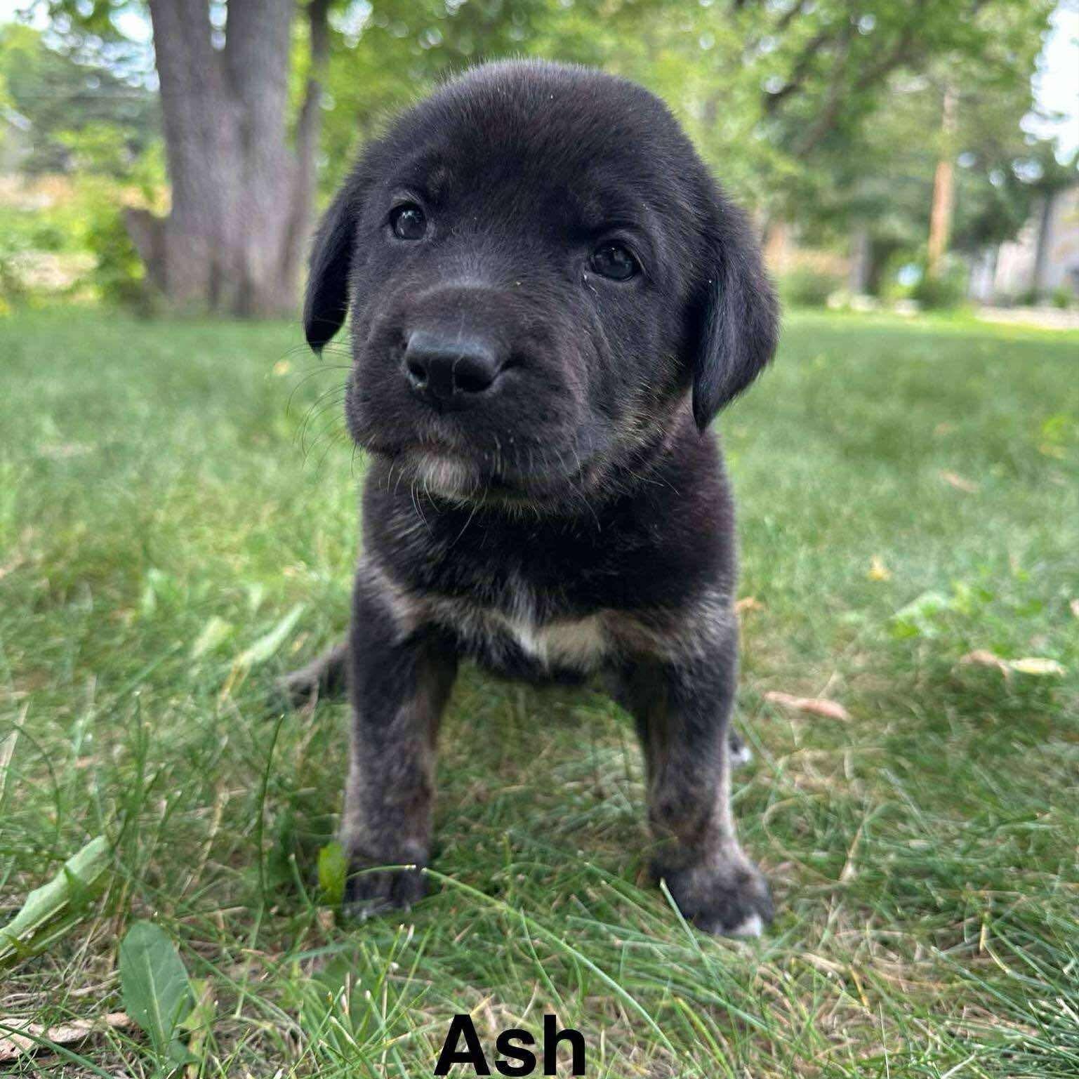 Ash, an adoptable Labrador Retriever, Husky in Winnipeg, MB, R2C 1P2 | Photo Image 2