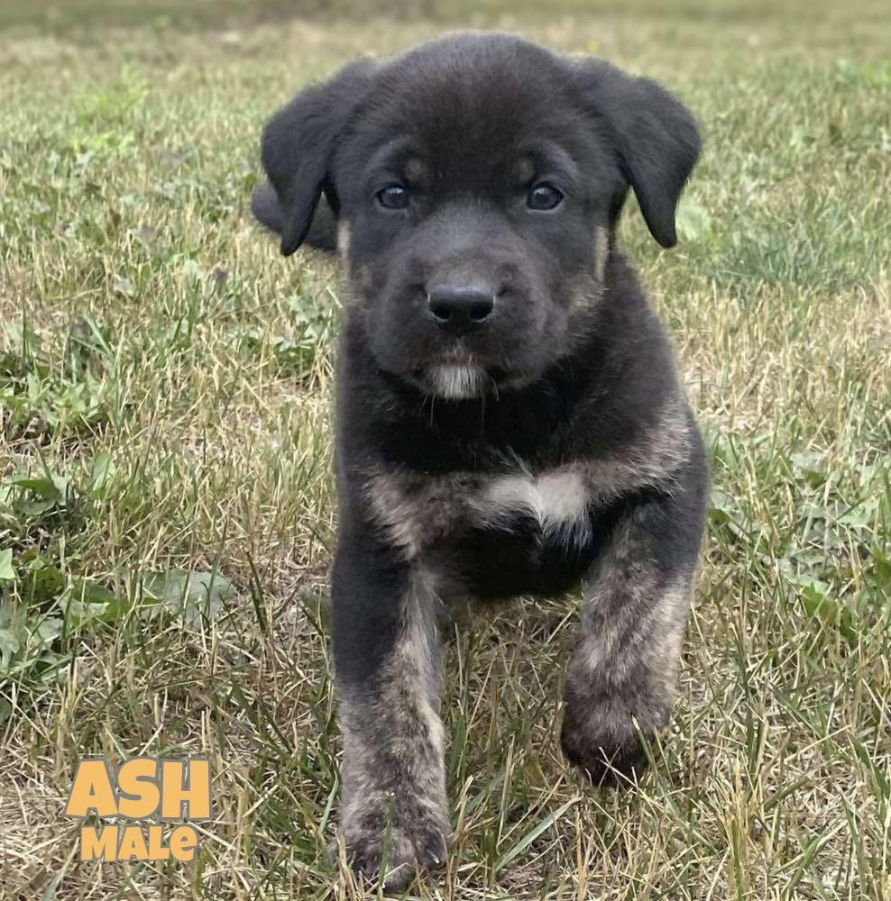 Ash, an adoptable Labrador Retriever, Husky in Winnipeg, MB, R2C 1P2 | Photo Image 1