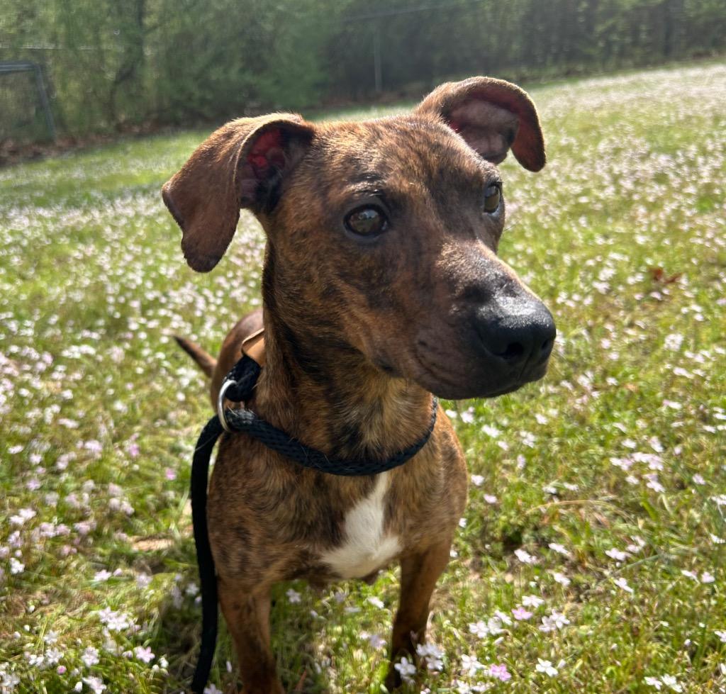 Enlarge Wendy, a Adopted mixed breed in Benton, AR image 1/1