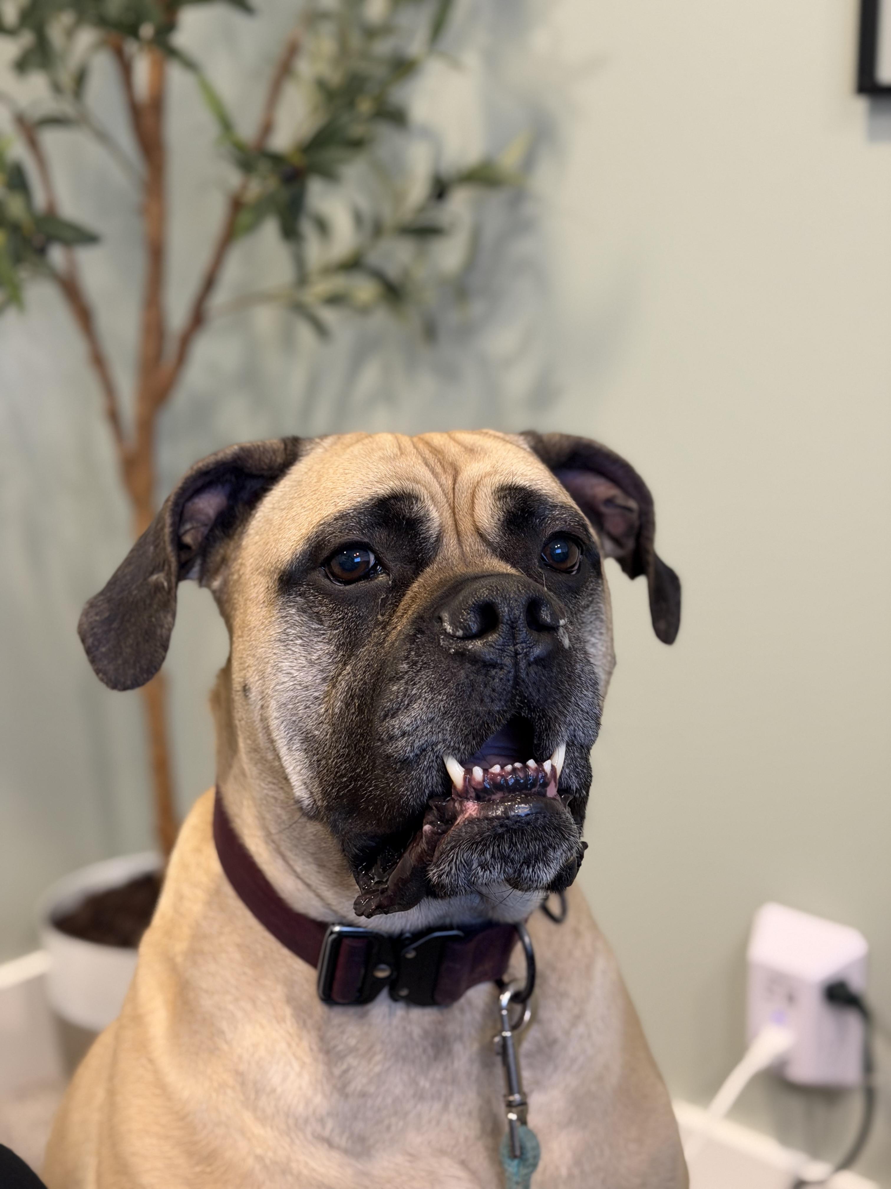 Enlarge Hazel. - MI, a ADOPTABLE Bullmastiff in Grand Rapids, MI image 1/1