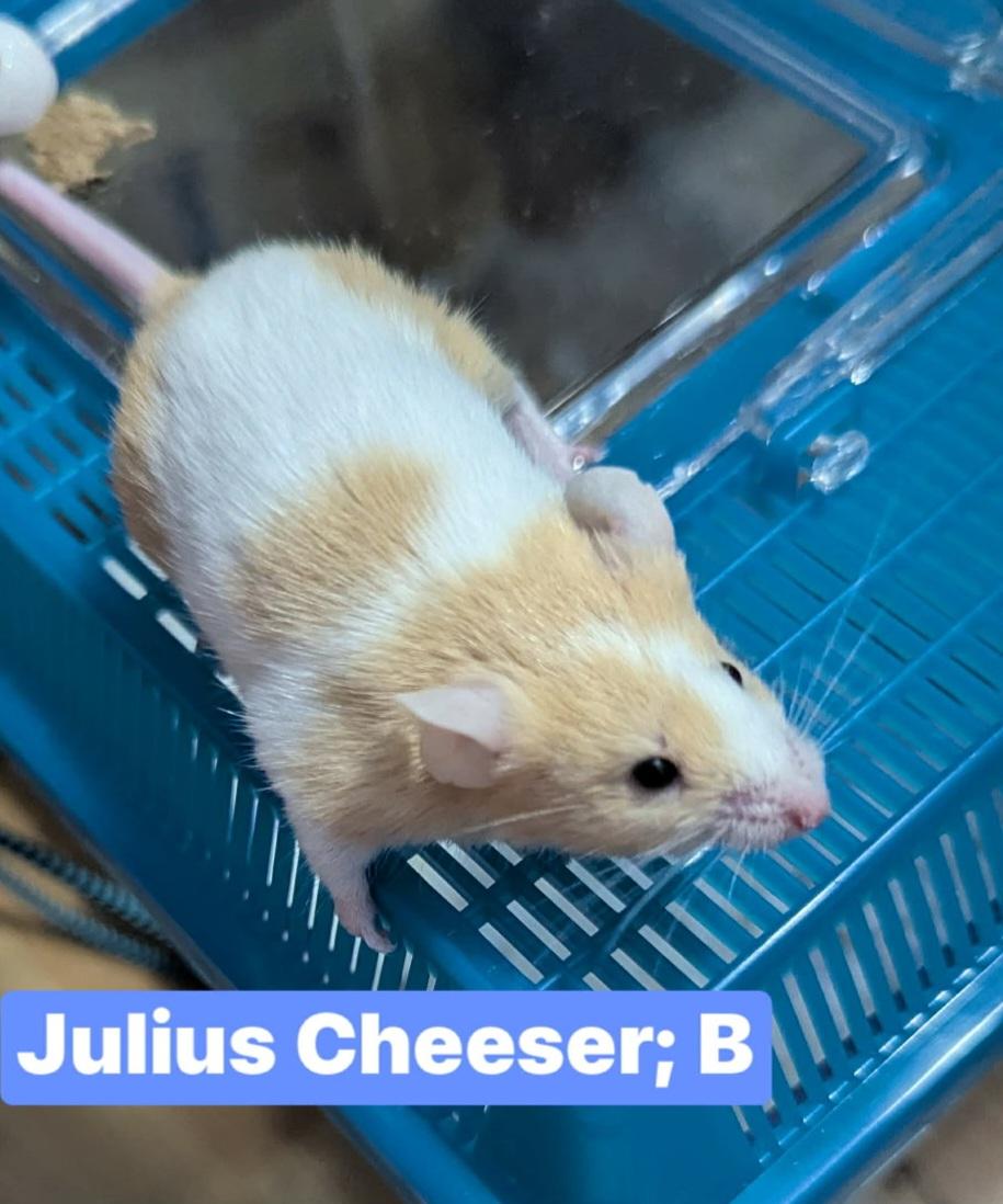 Enlarge Julius Cheeser, a Adoptable Mouse in Flanders, NJ image 1/1
