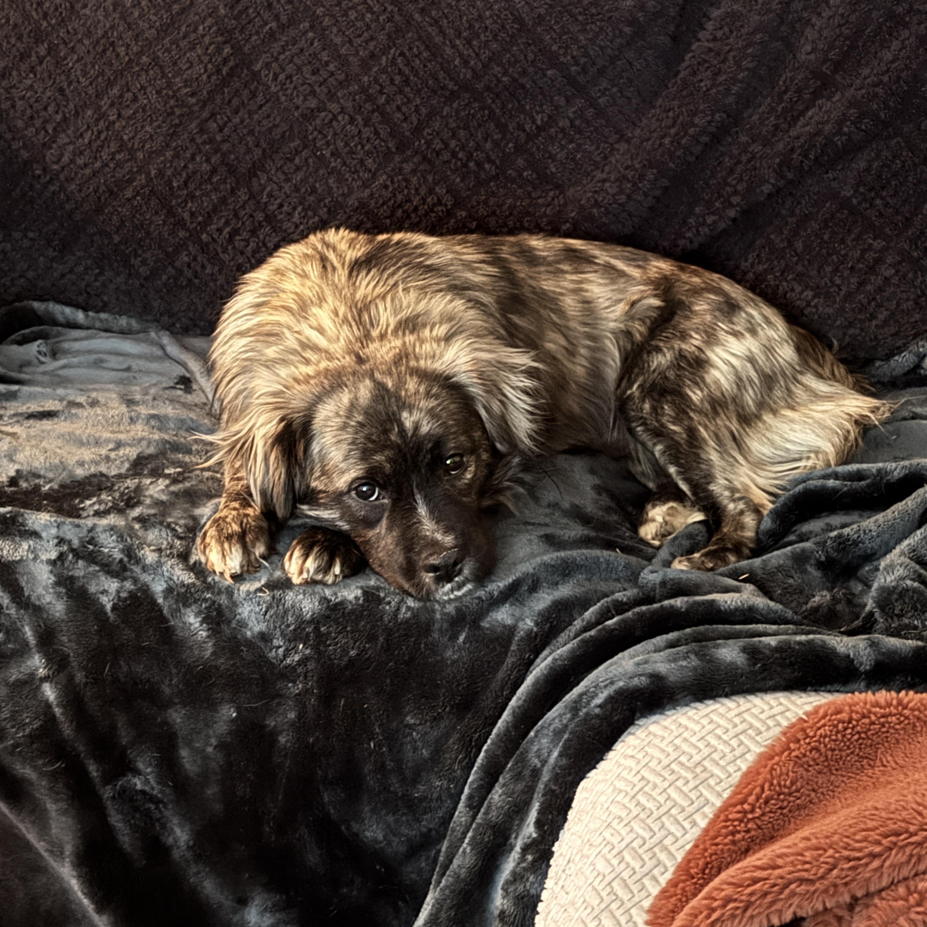 Alfie, Adopted, Adult Male Australian Cattle Dog / Blue Heeler.