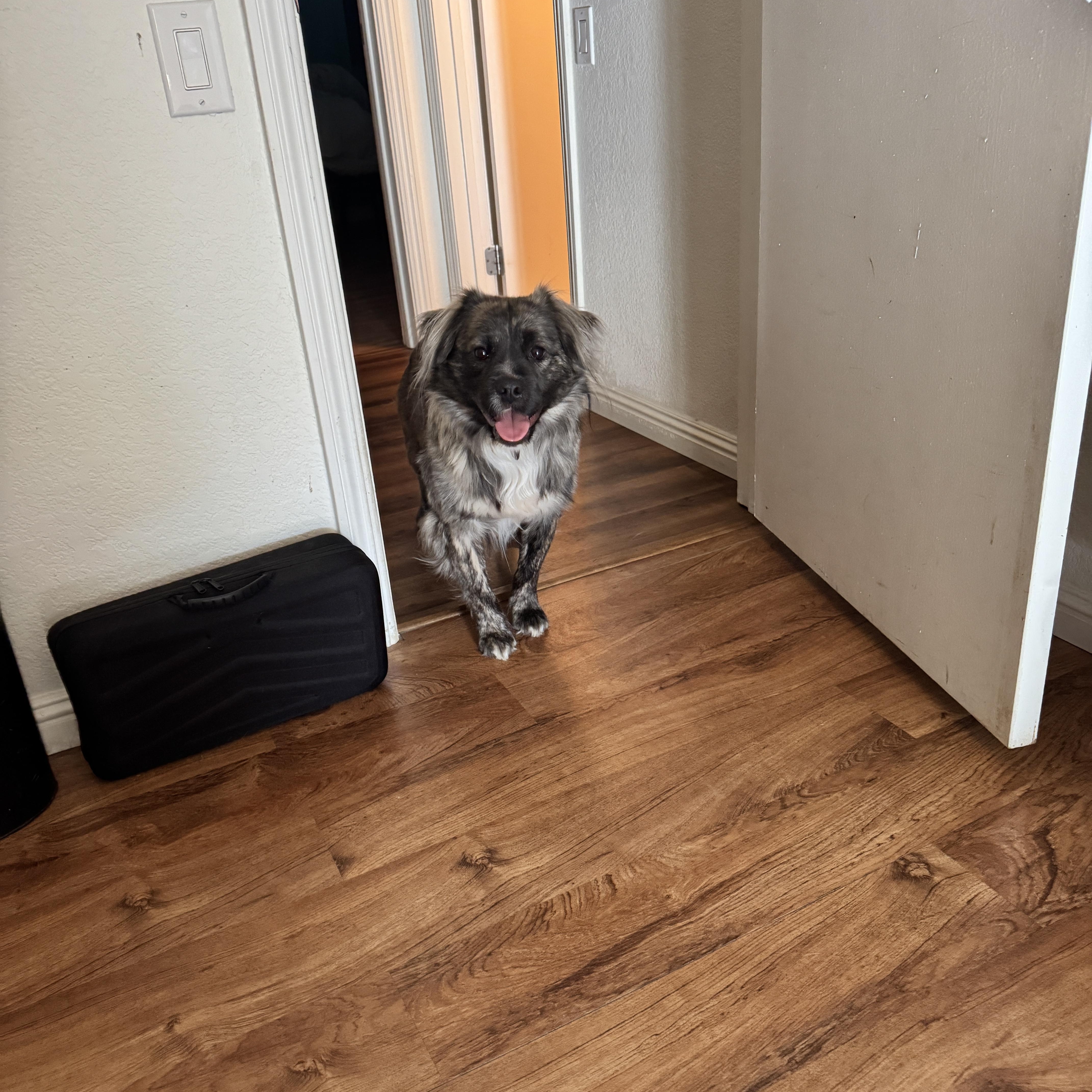 Enlarge Alfie, a Adopted mixed breed in Tracy, CA image 3/6