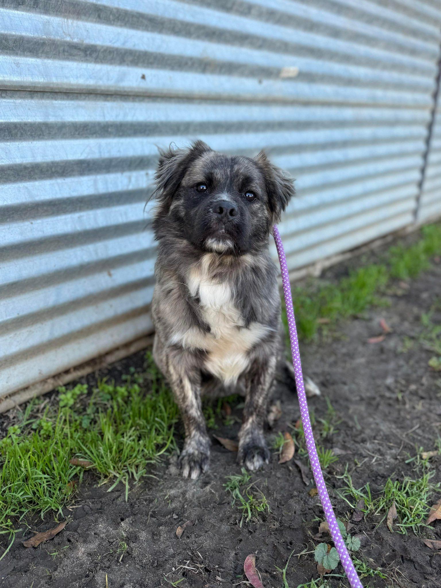 Enlarge Alfie, a Adopted mixed breed in Tracy, CA image 4/6